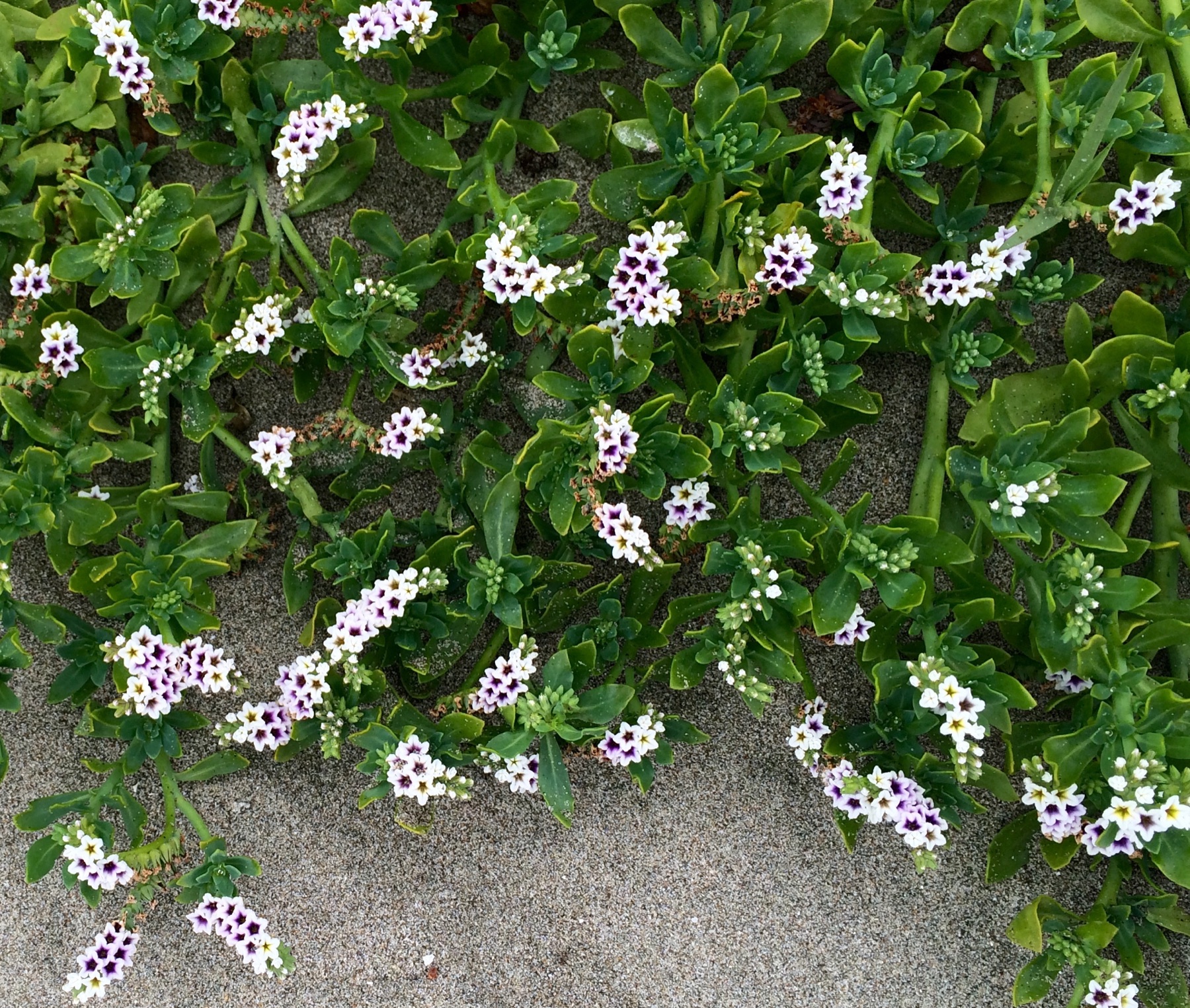 Alkali Heliotrope — photo 23