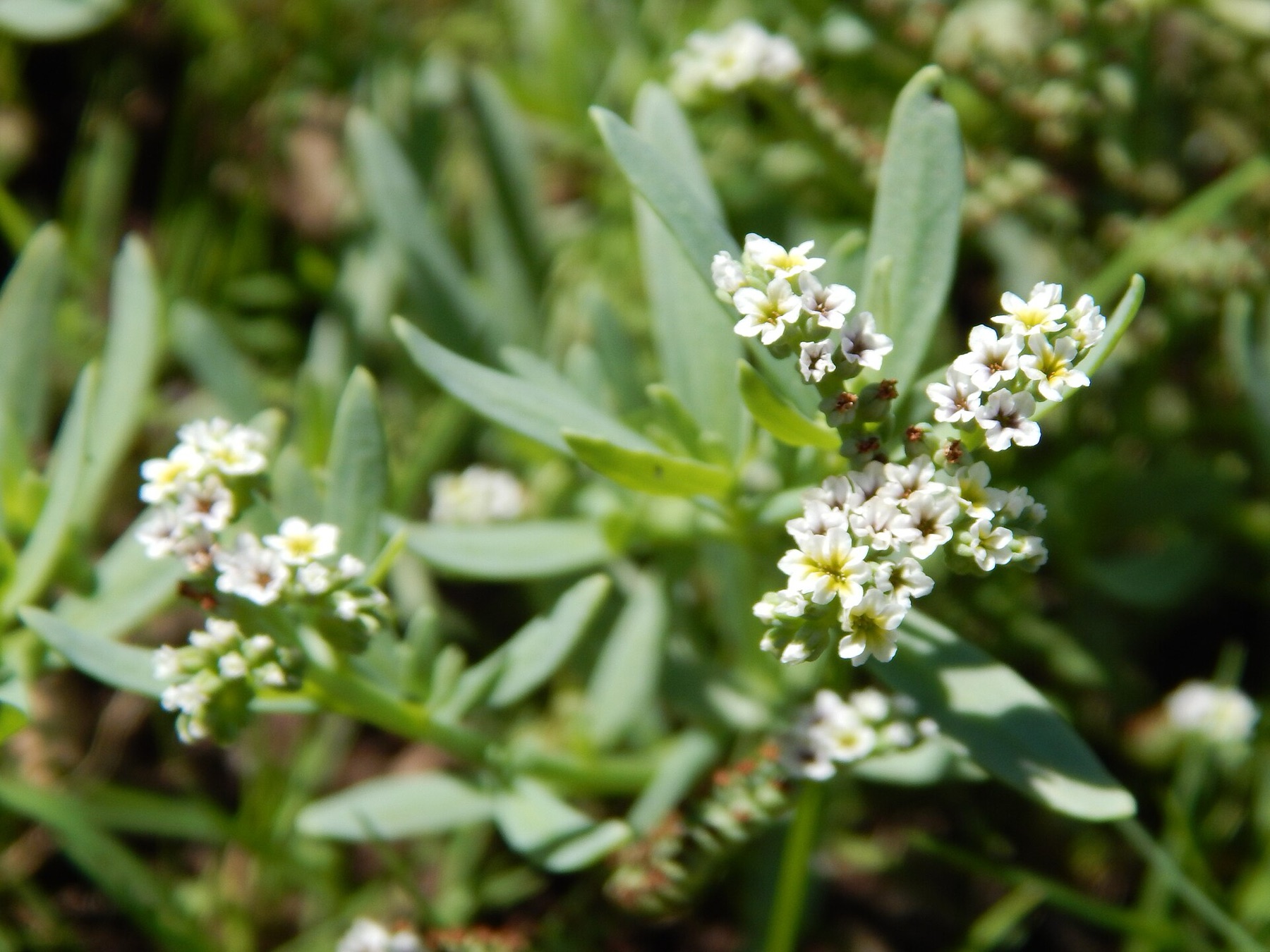 Alkali Heliotrope