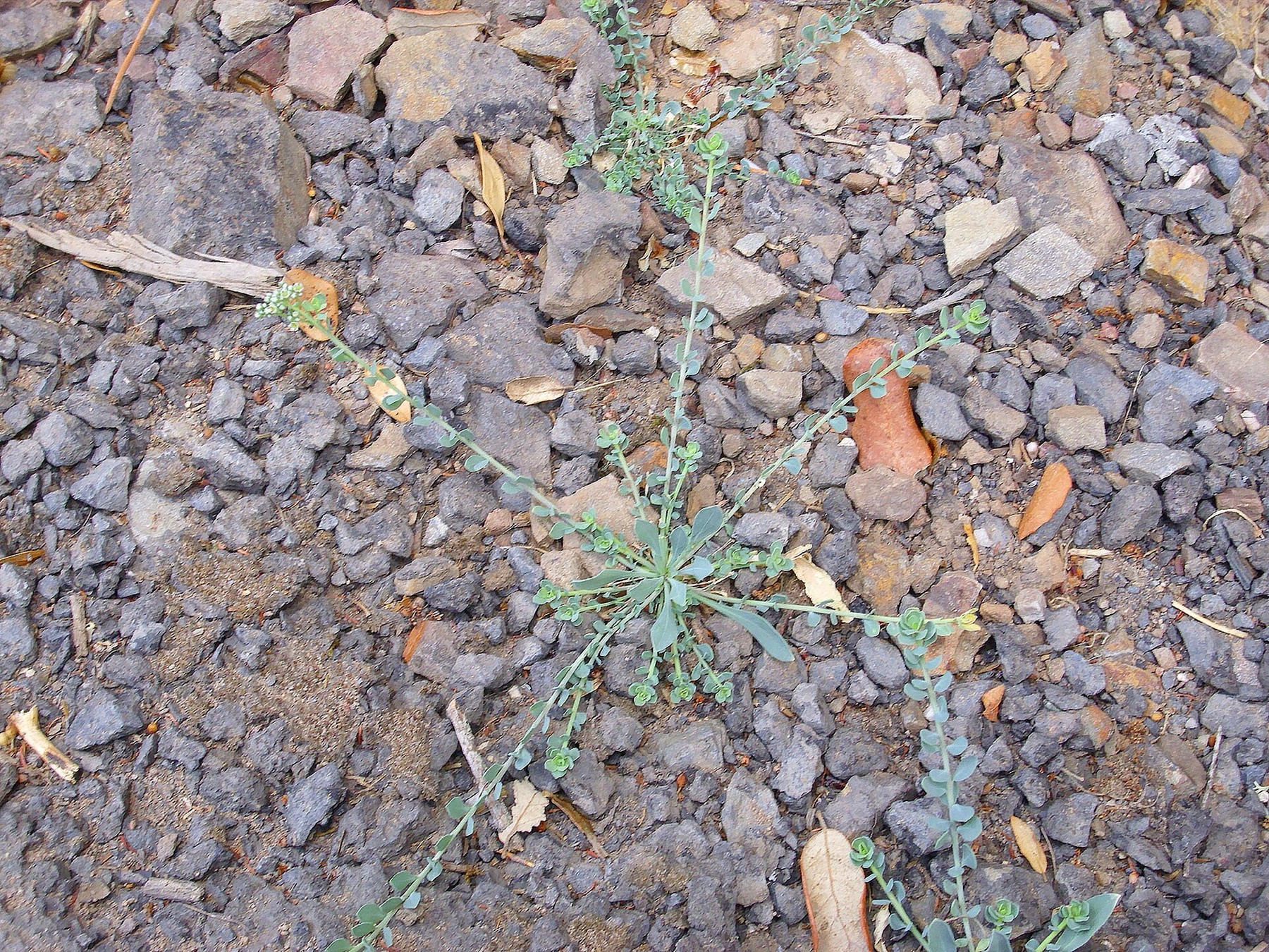 Alkali Heliotrope — photo 2