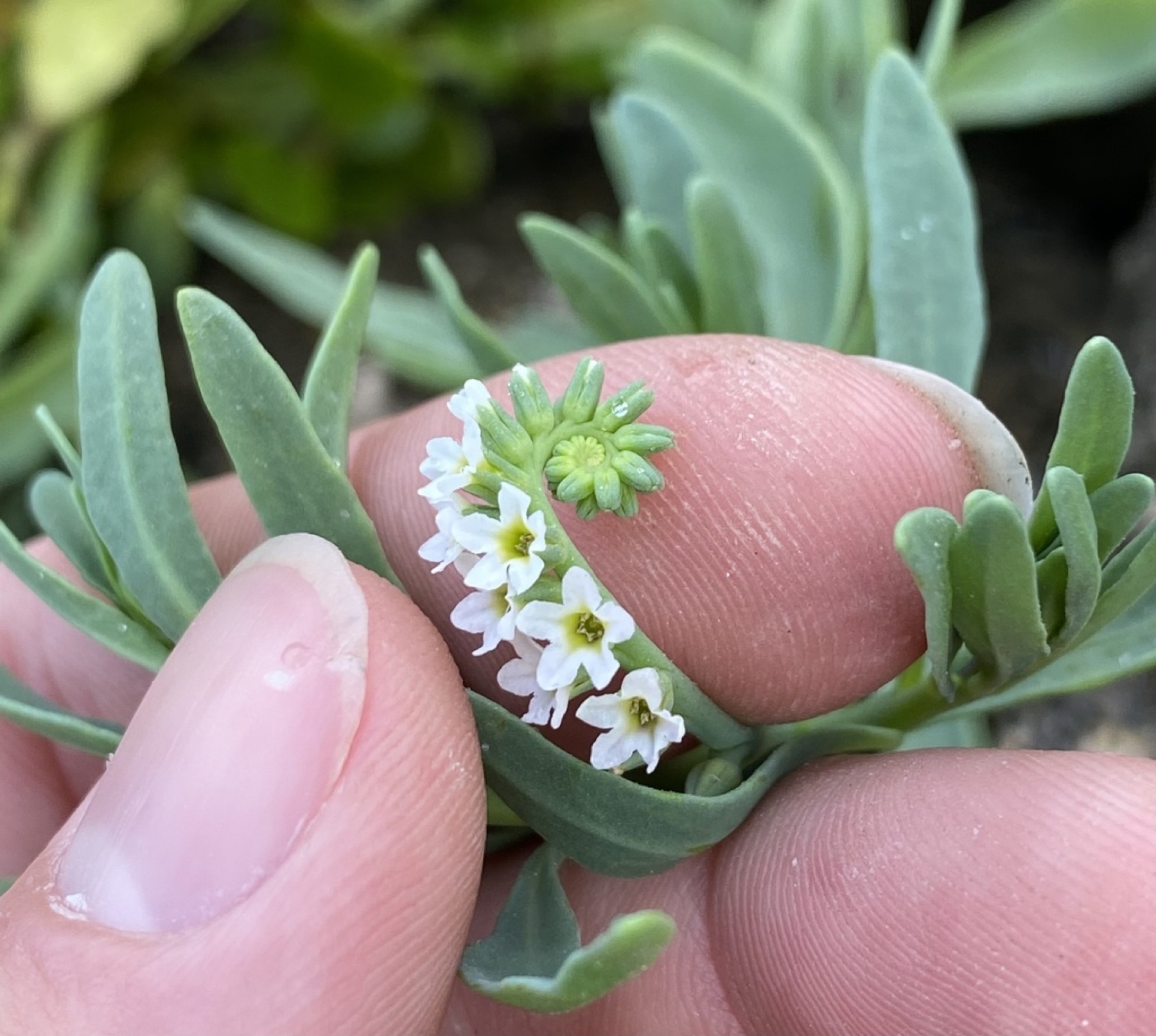 Alkali Heliotrope — photo 3