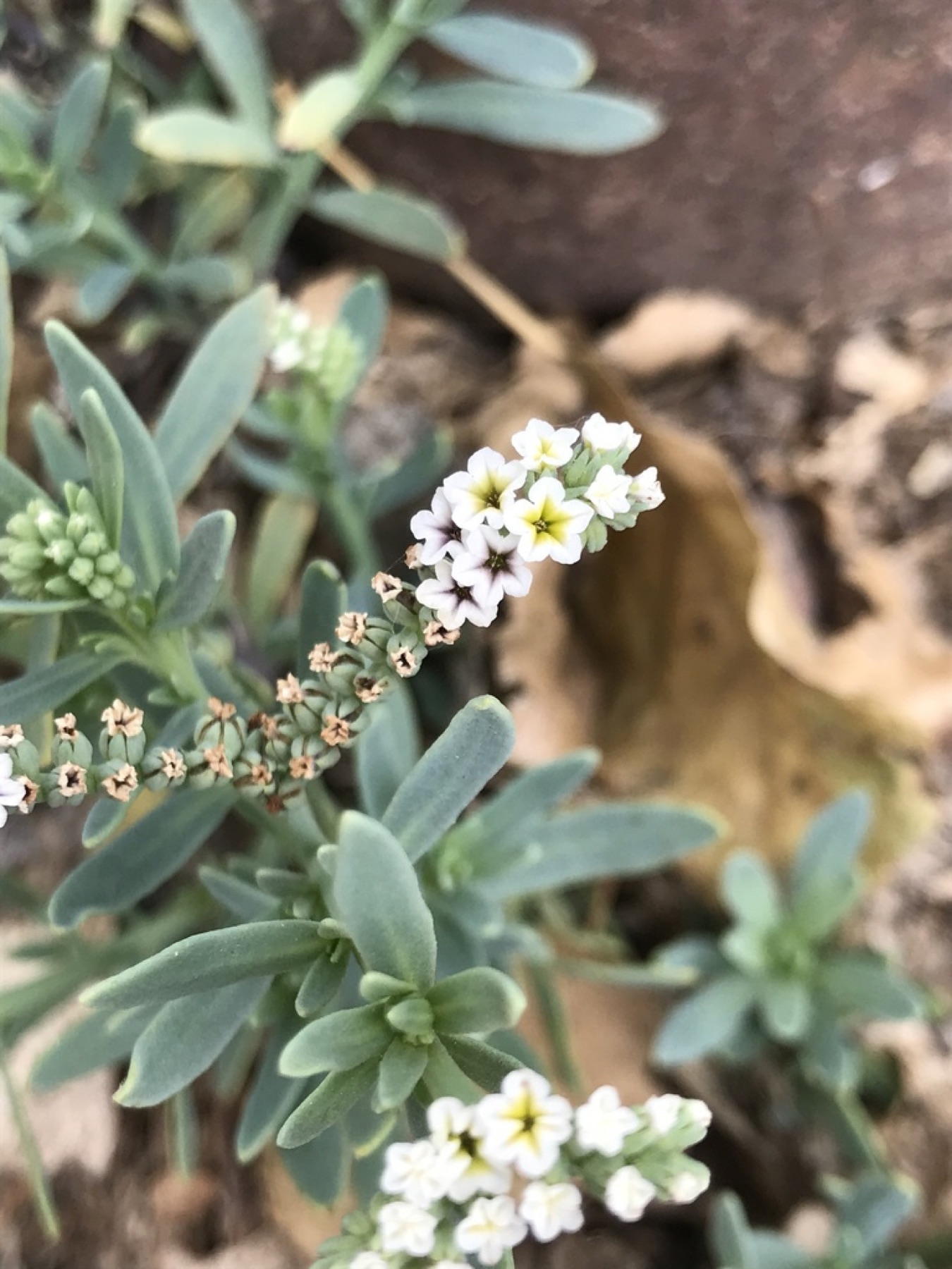 Alkali Heliotrope — photo 4