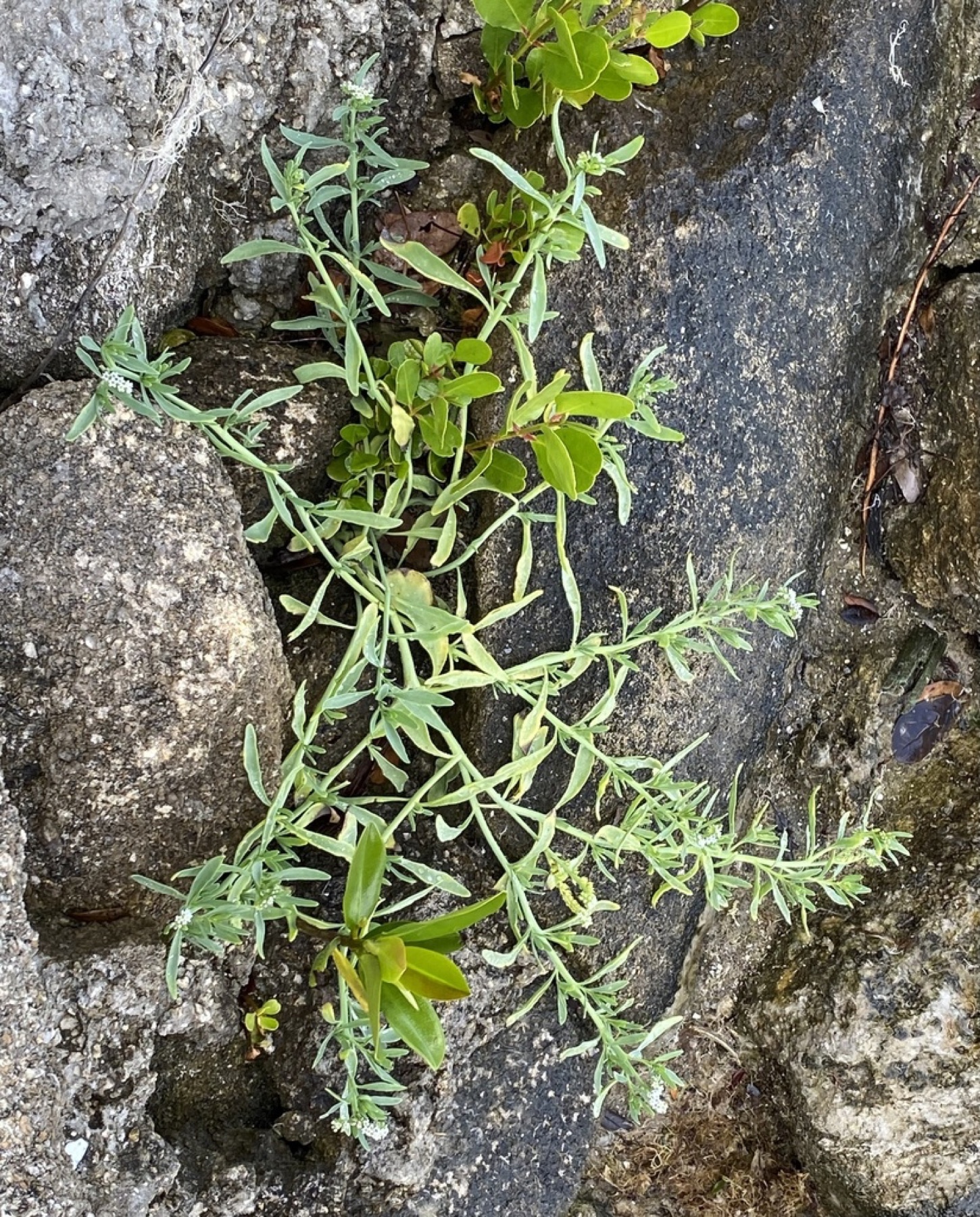 Alkali Heliotrope — photo 5