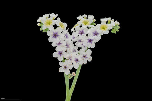Alkali Heliotrope — photo 24