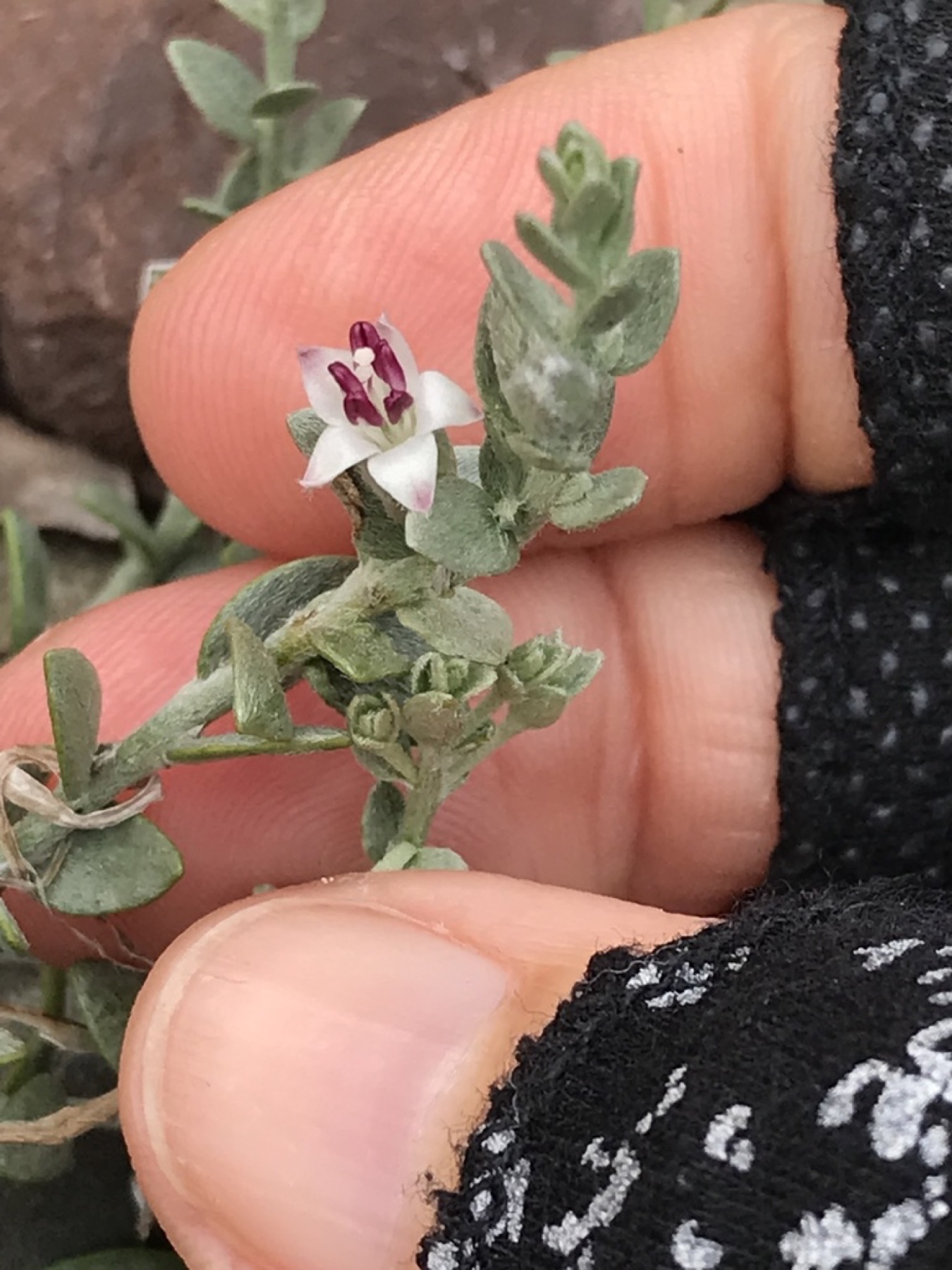 Alkali Weed — photo 6