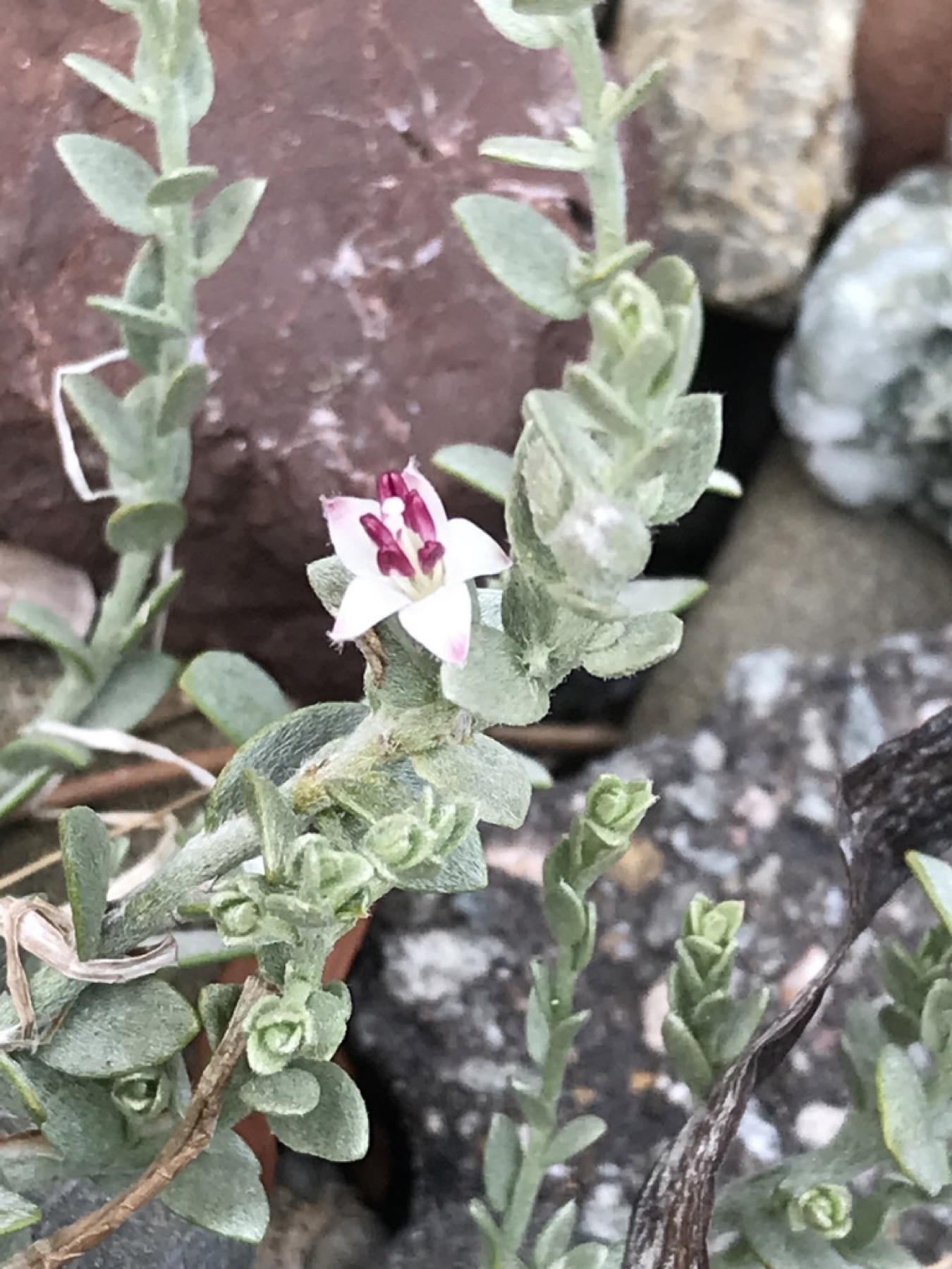 Alkali Weed — photo 7