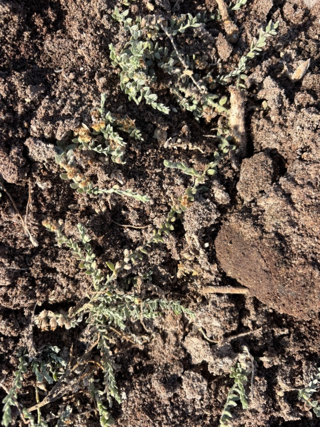 Alkali Weed — photo 8
