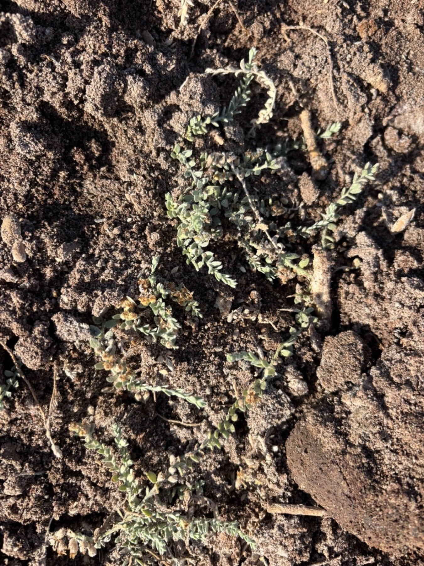 Alkali Weed — photo 9