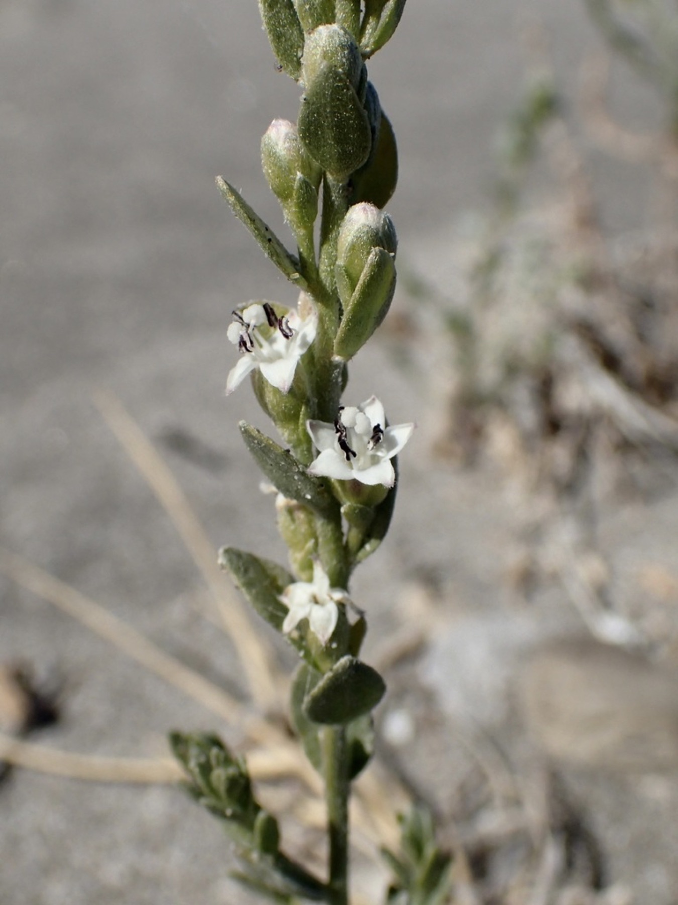 Alkali Weed — photo 10