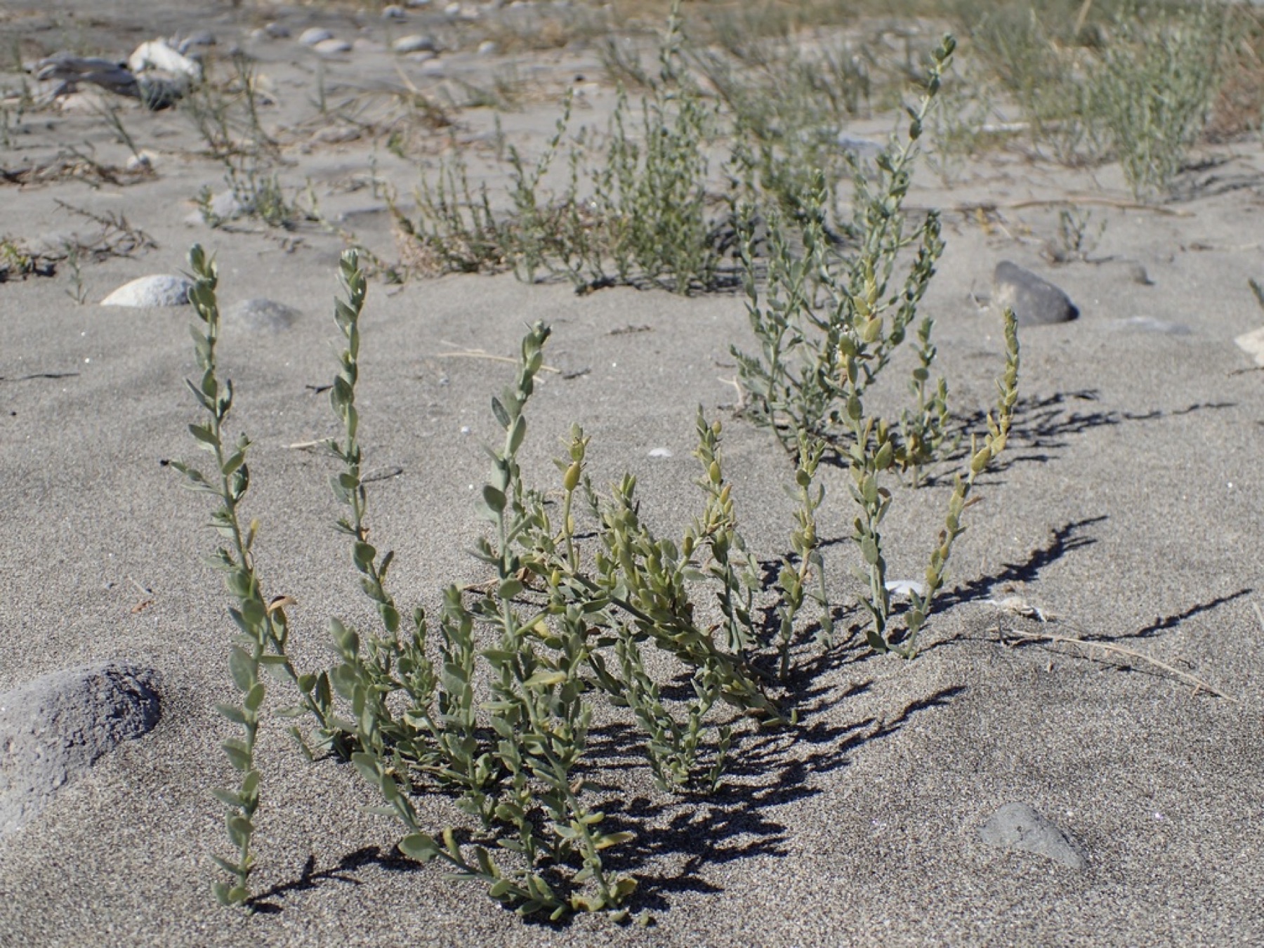 Alkali Weed — photo 11