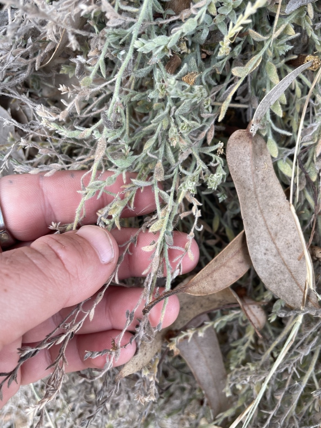 Alkali Weed — photo 12