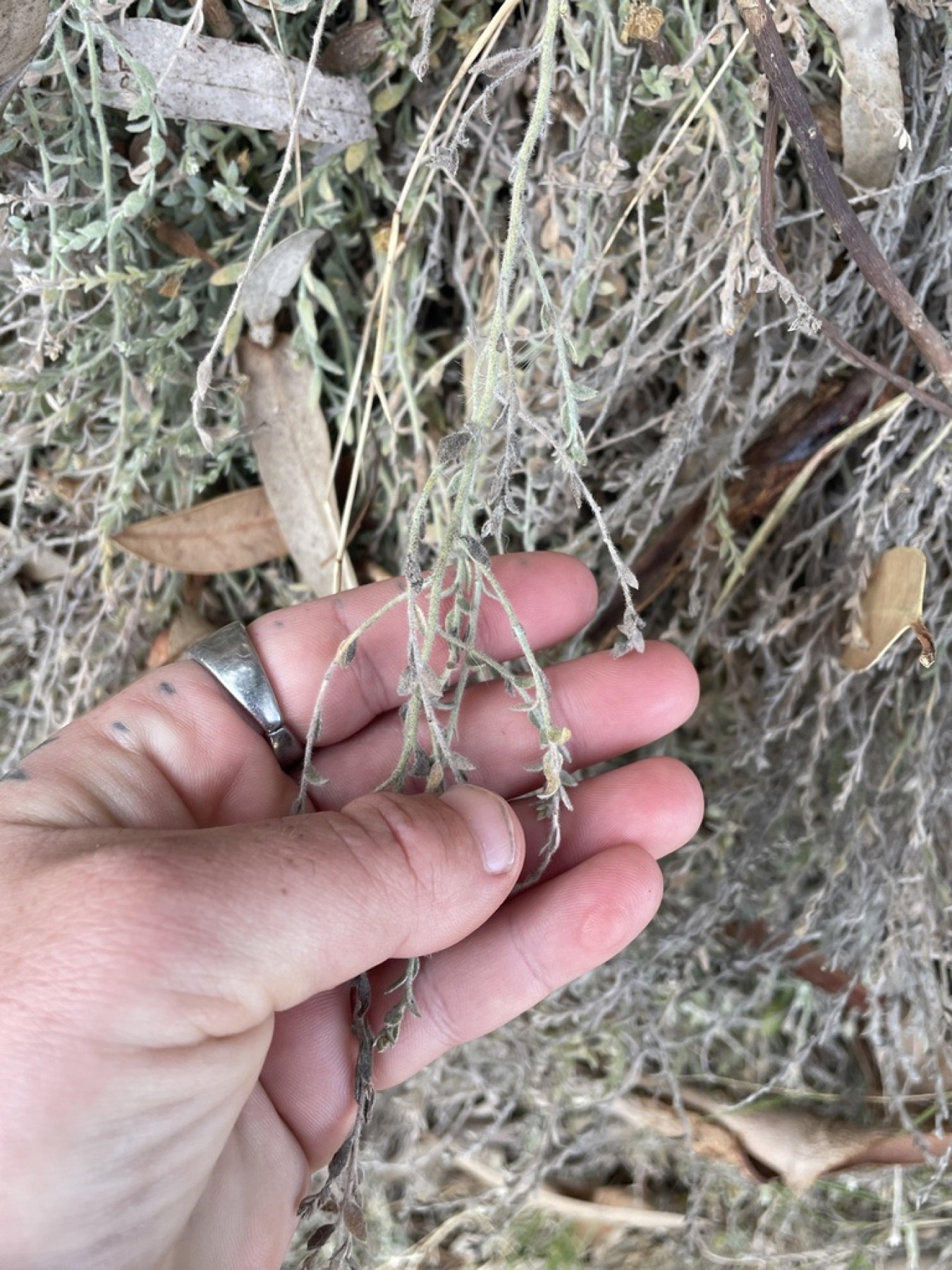 Alkali Weed — photo 13