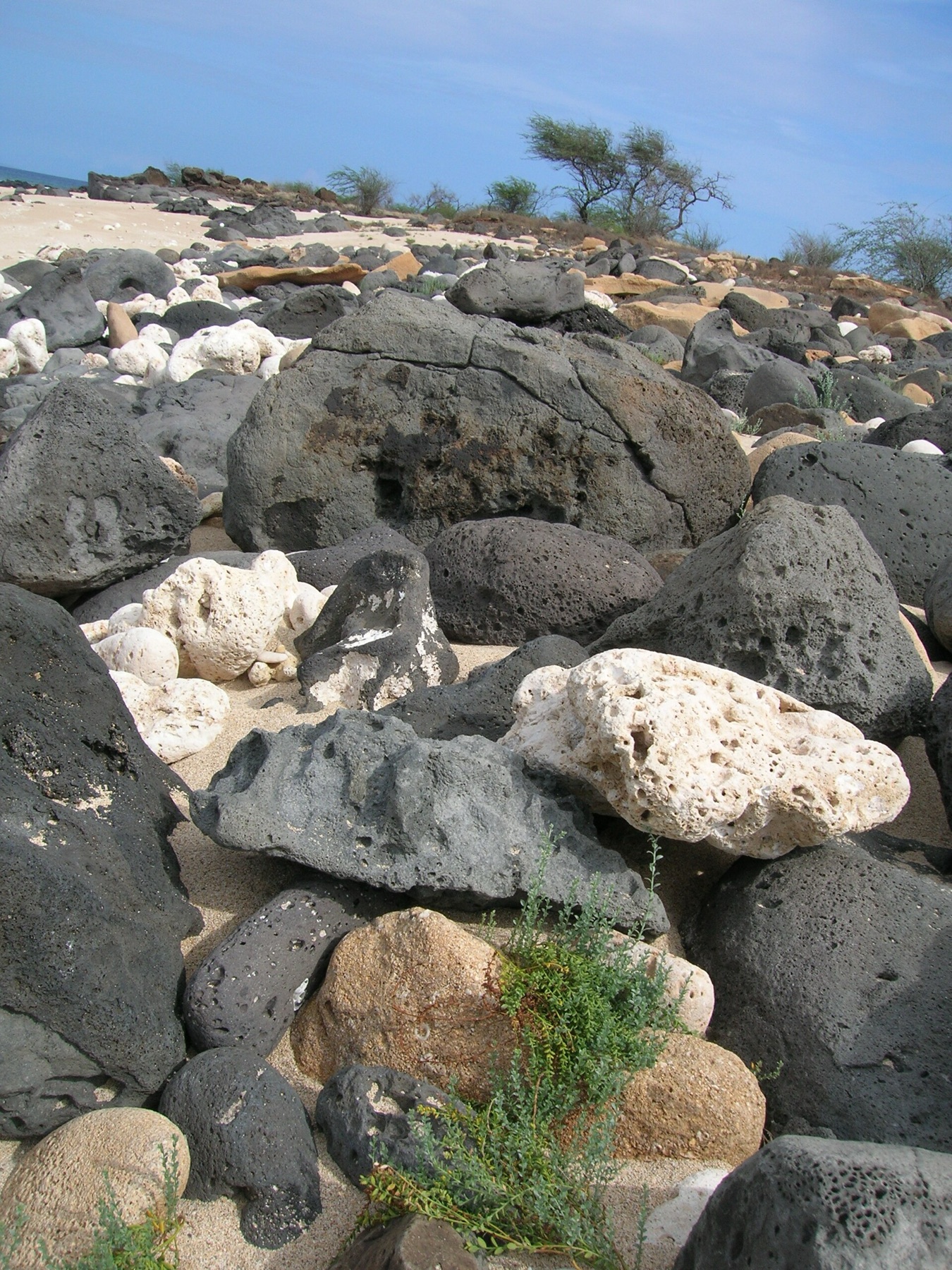 Alkali Weed — photo 15