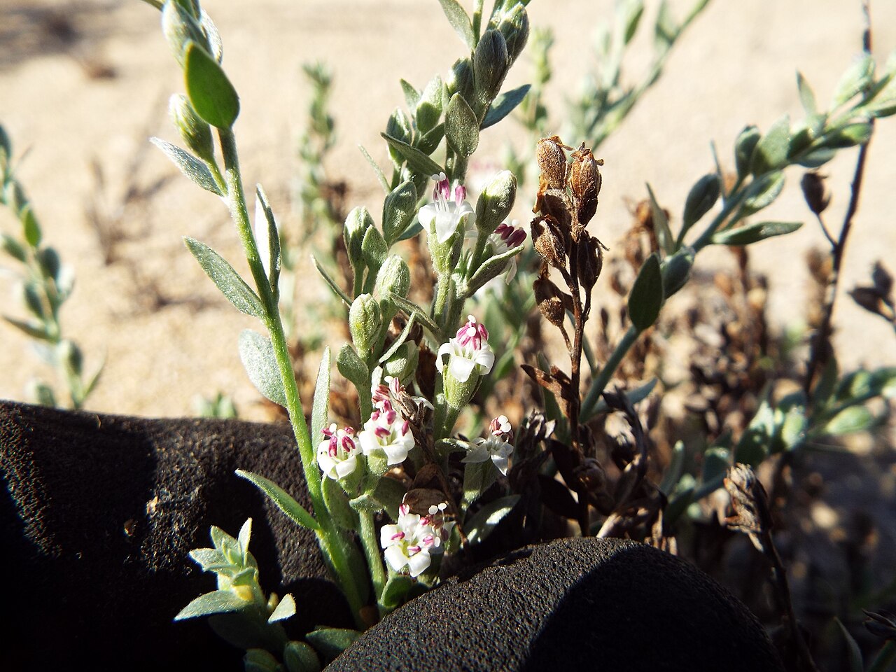 Alkali Weed — photo 24