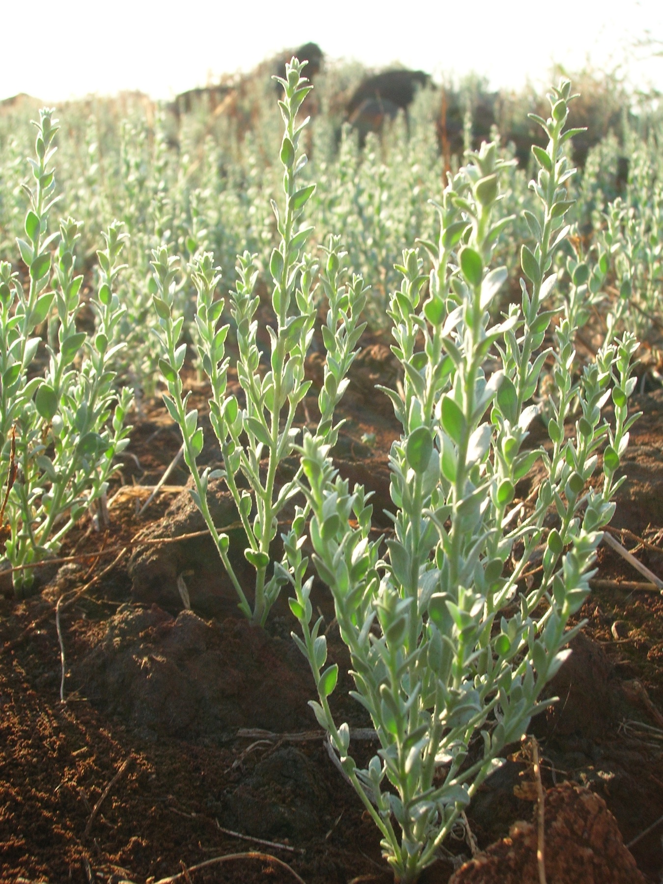 Alkali Weed — photo 17