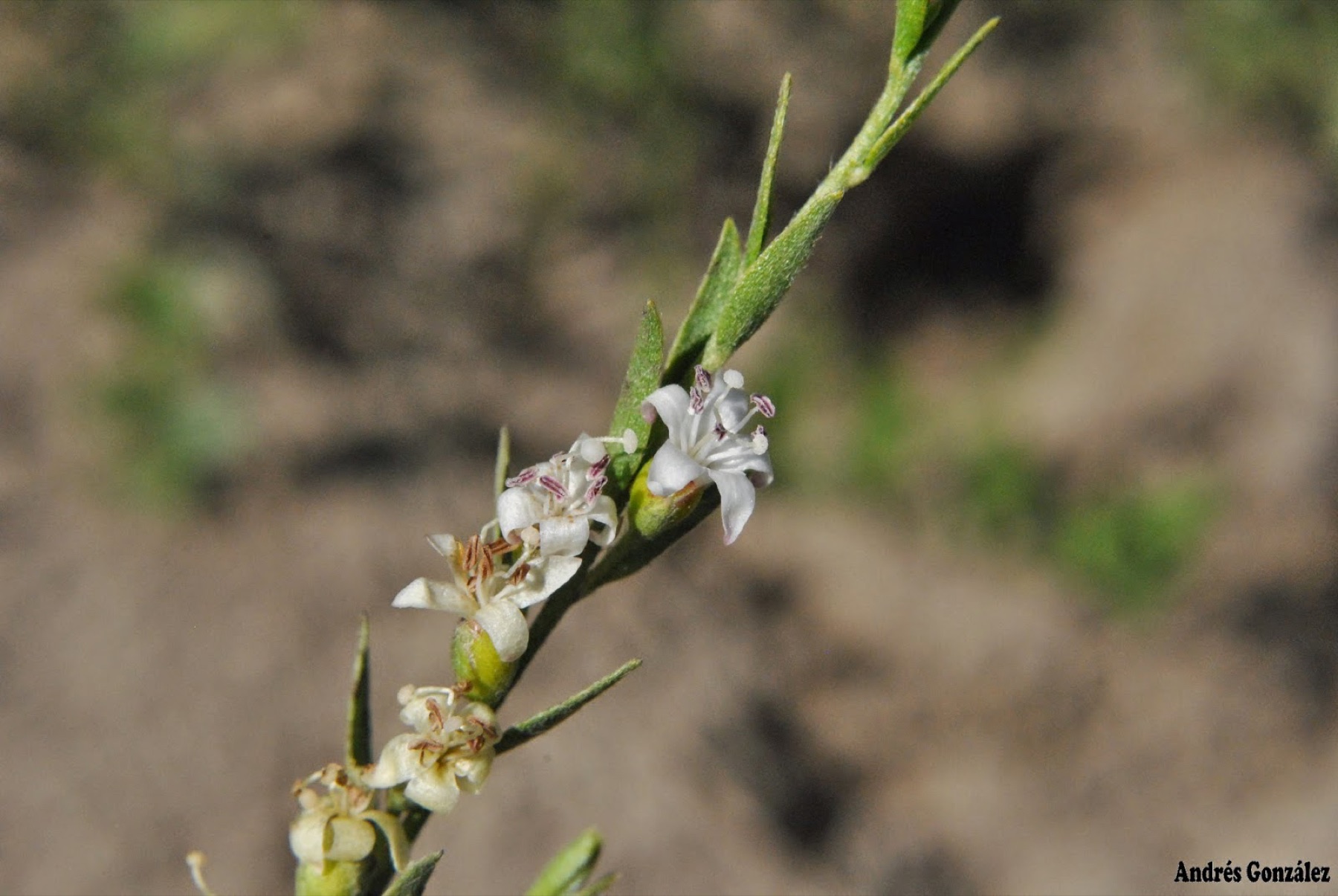 Alkali Weed — photo 18