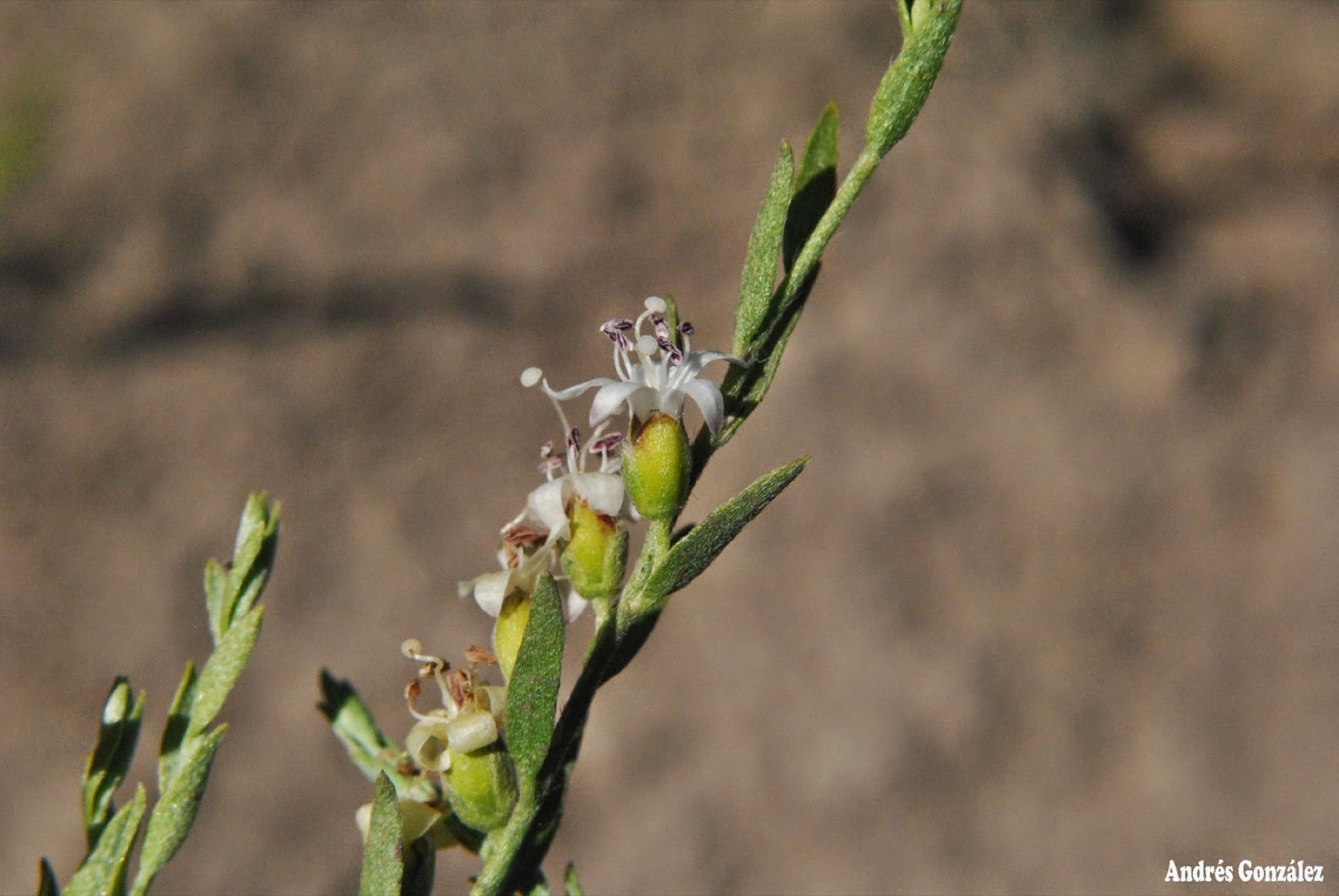 Alkali Weed — photo 19