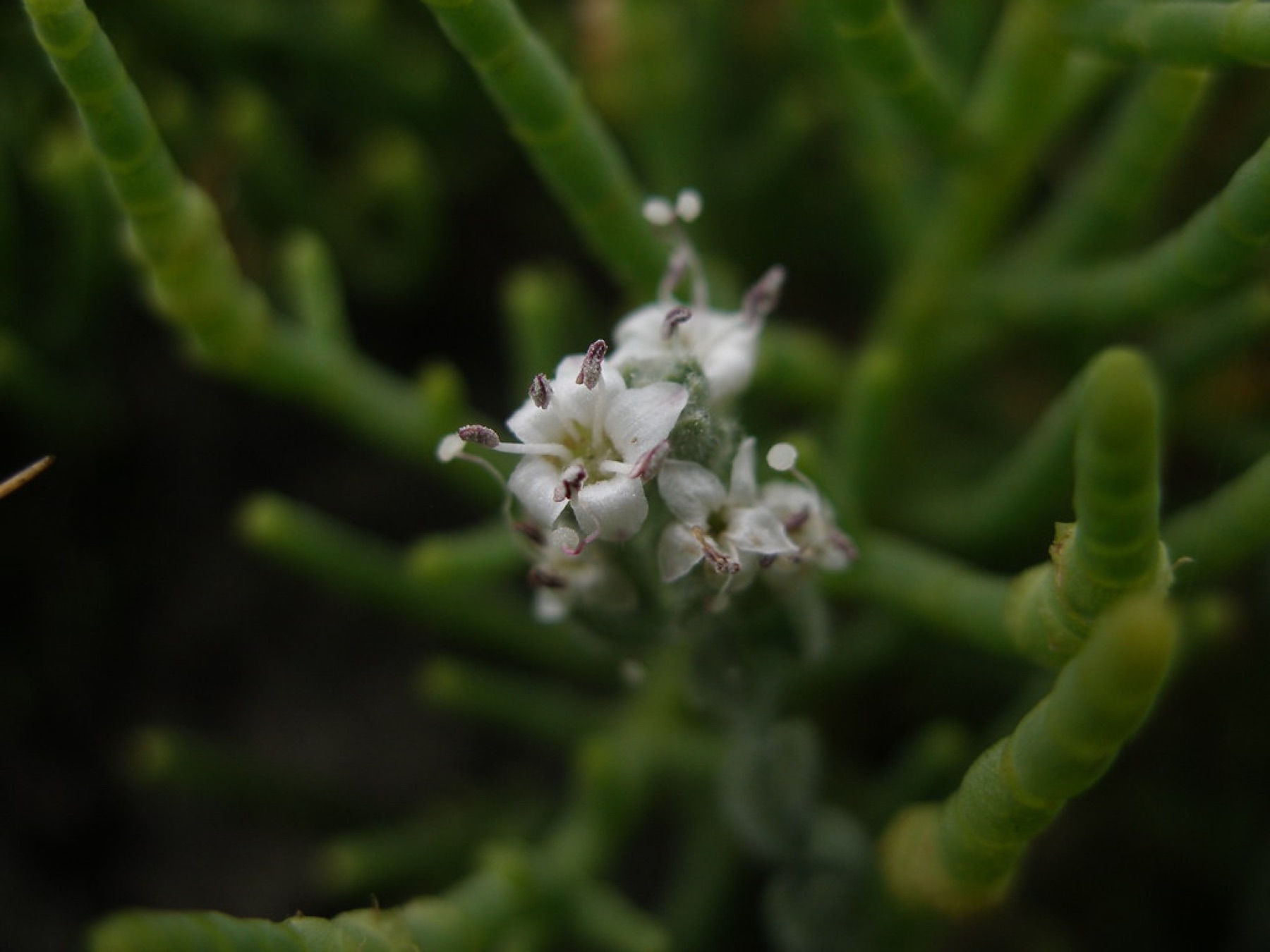 Alkali Weed — photo 20