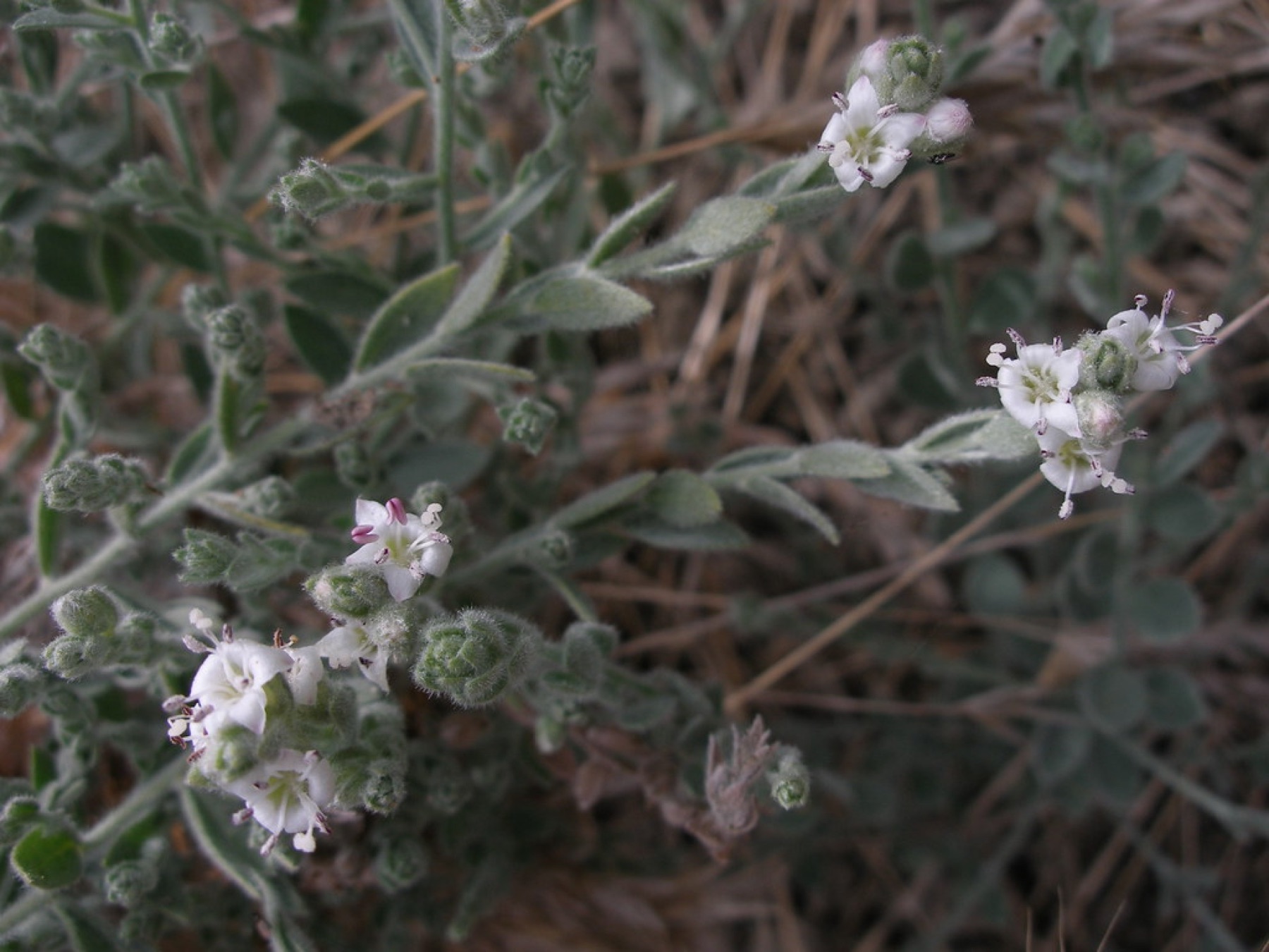 Alkali Weed — photo 21