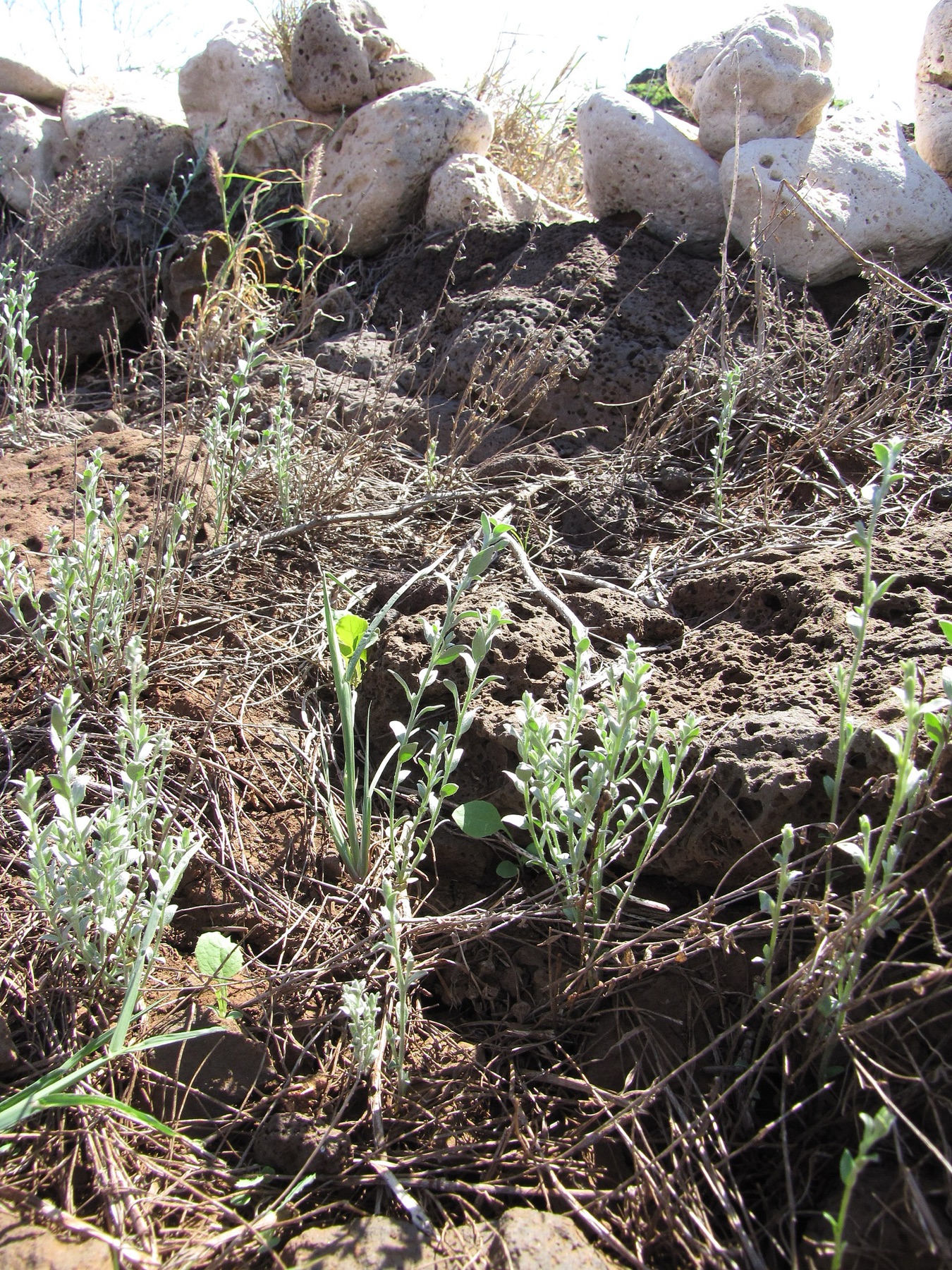 Alkali Weed — photo 22