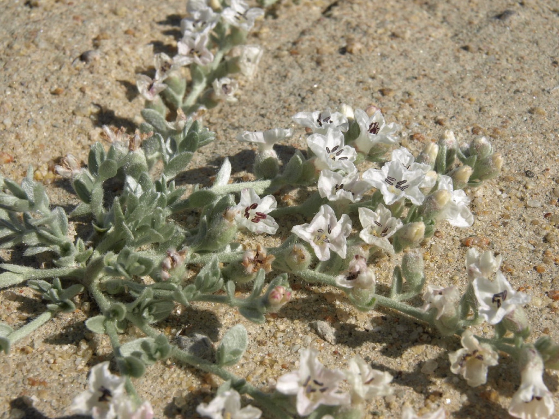 Alkali Weed