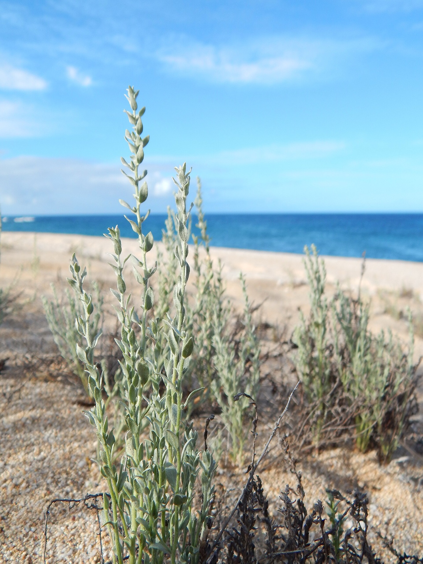 Alkali Weed — photo 2