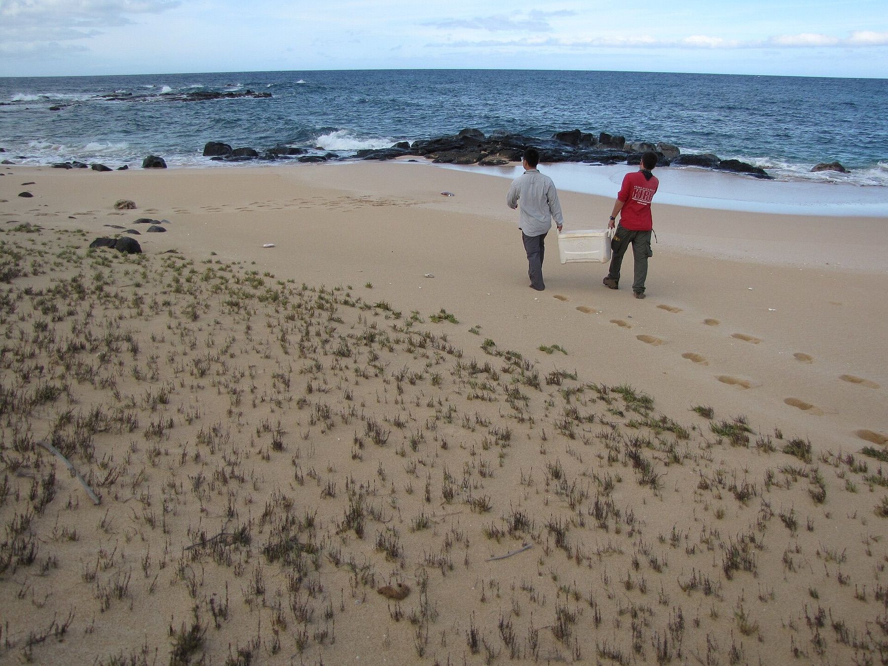 Alkali Weed — photo 3
