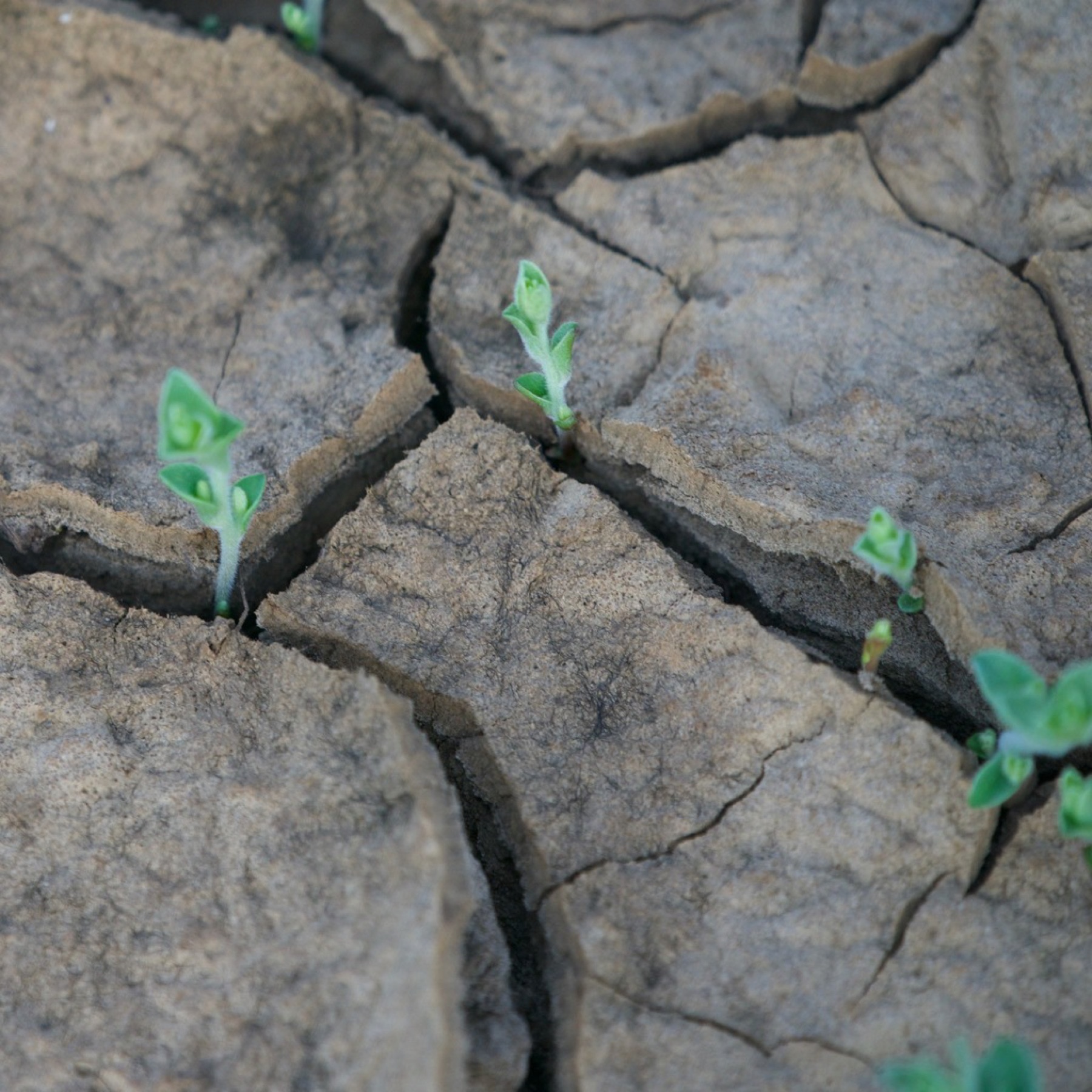 Alkali Weed — photo 4