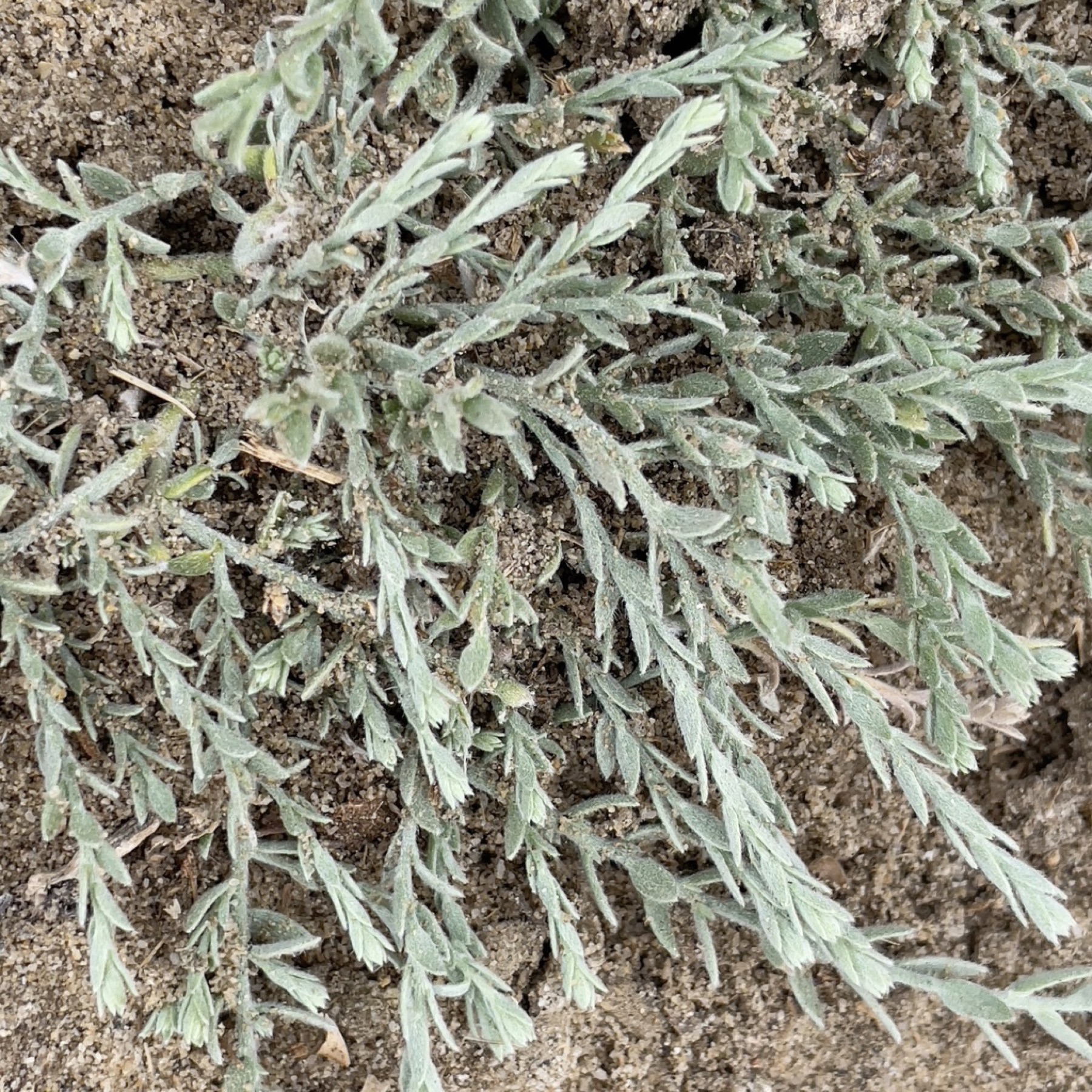Alkali Weed — photo 5