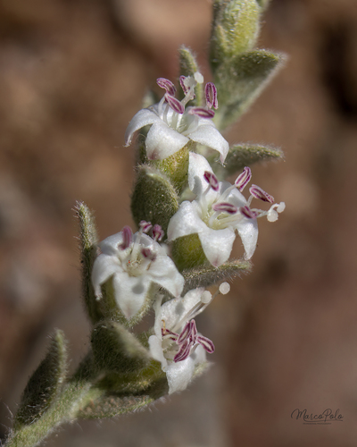 Alkali Weed — photo 23