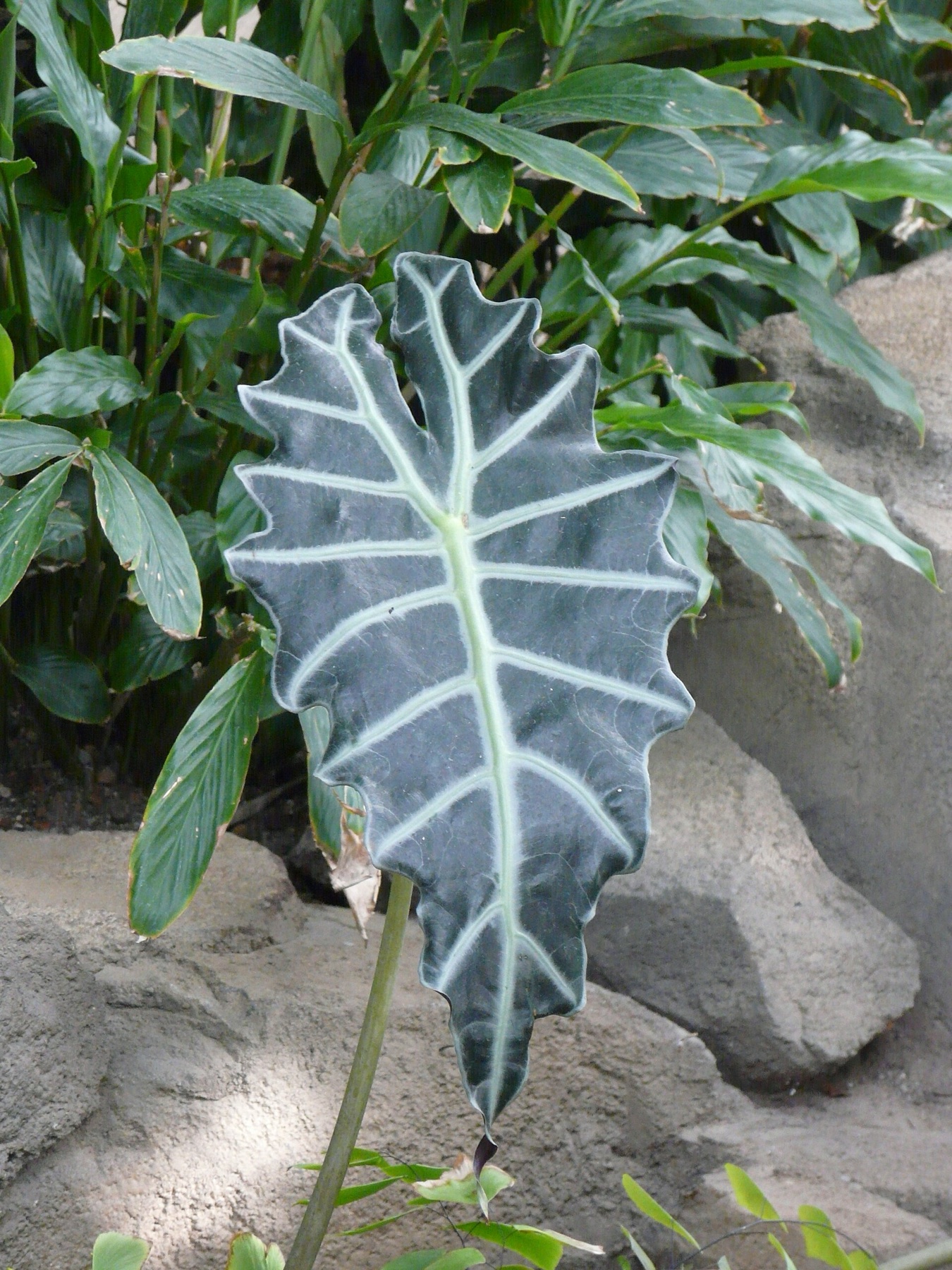 Alocasia Polly — photo 6