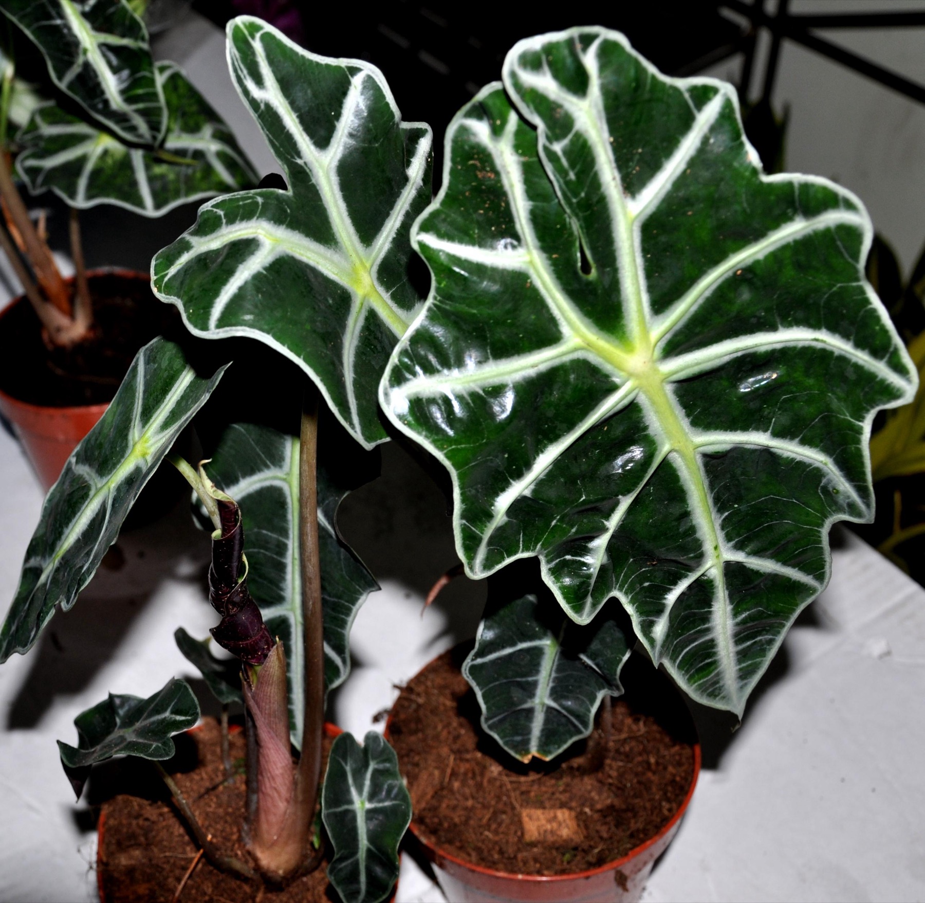 Alocasia Polly — photo 8