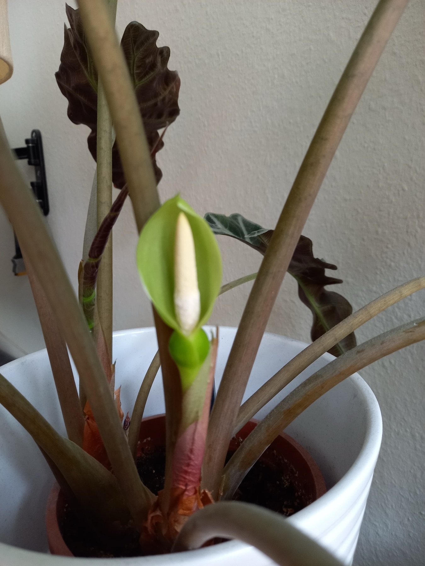 Alocasia Polly — photo 9