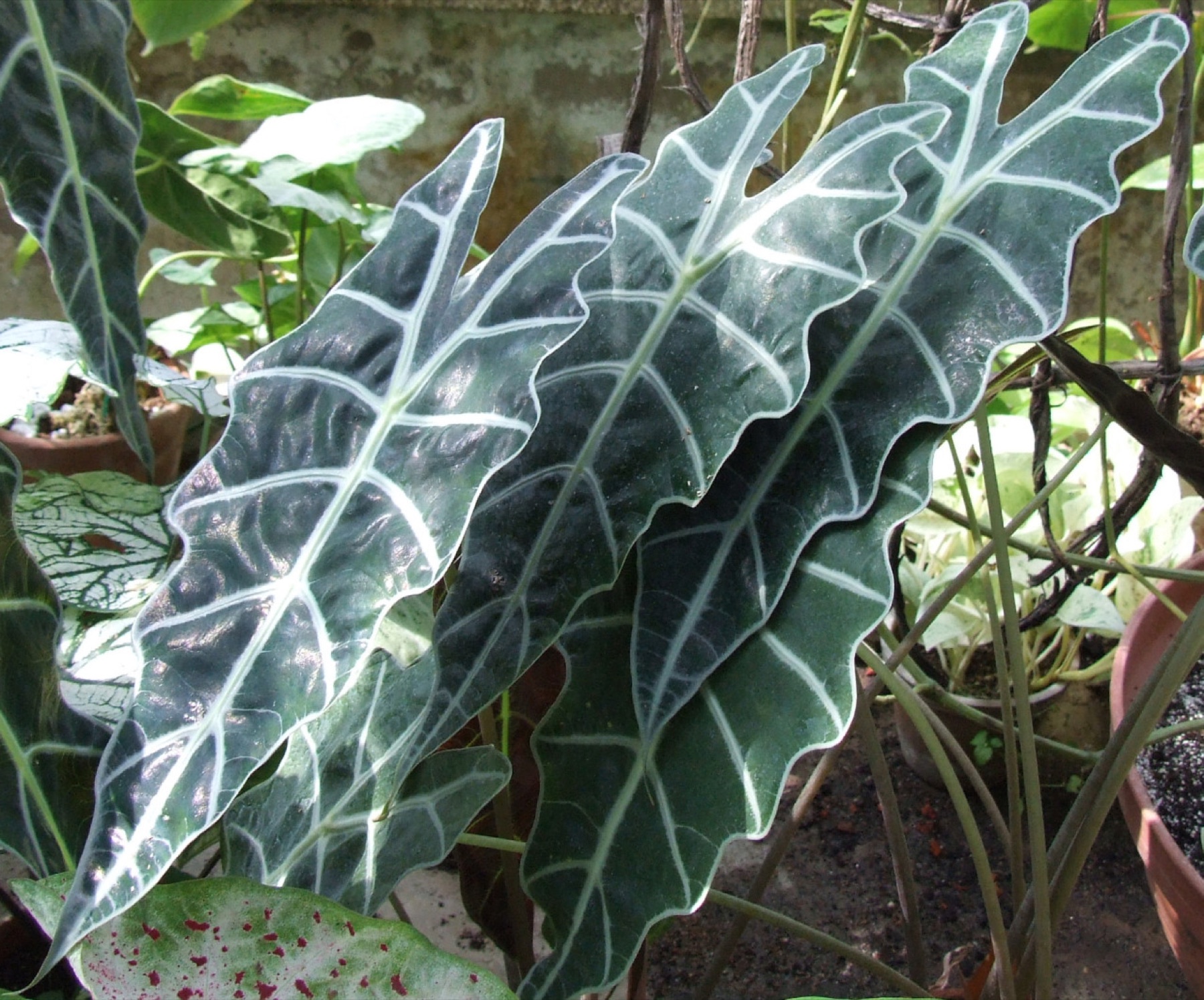 Alocasia Polly — photo 10