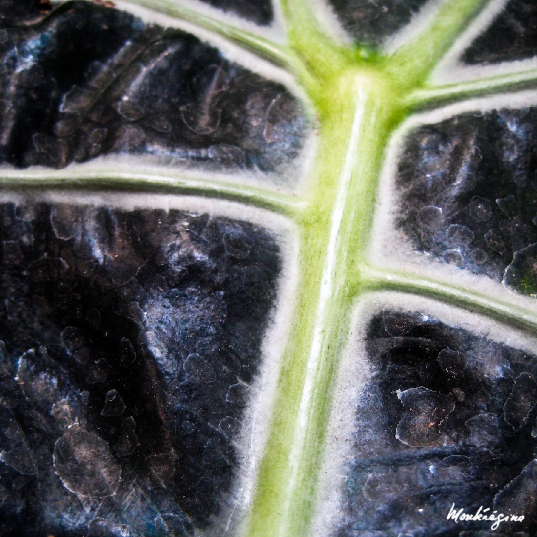 Alocasia Polly — photo 11
