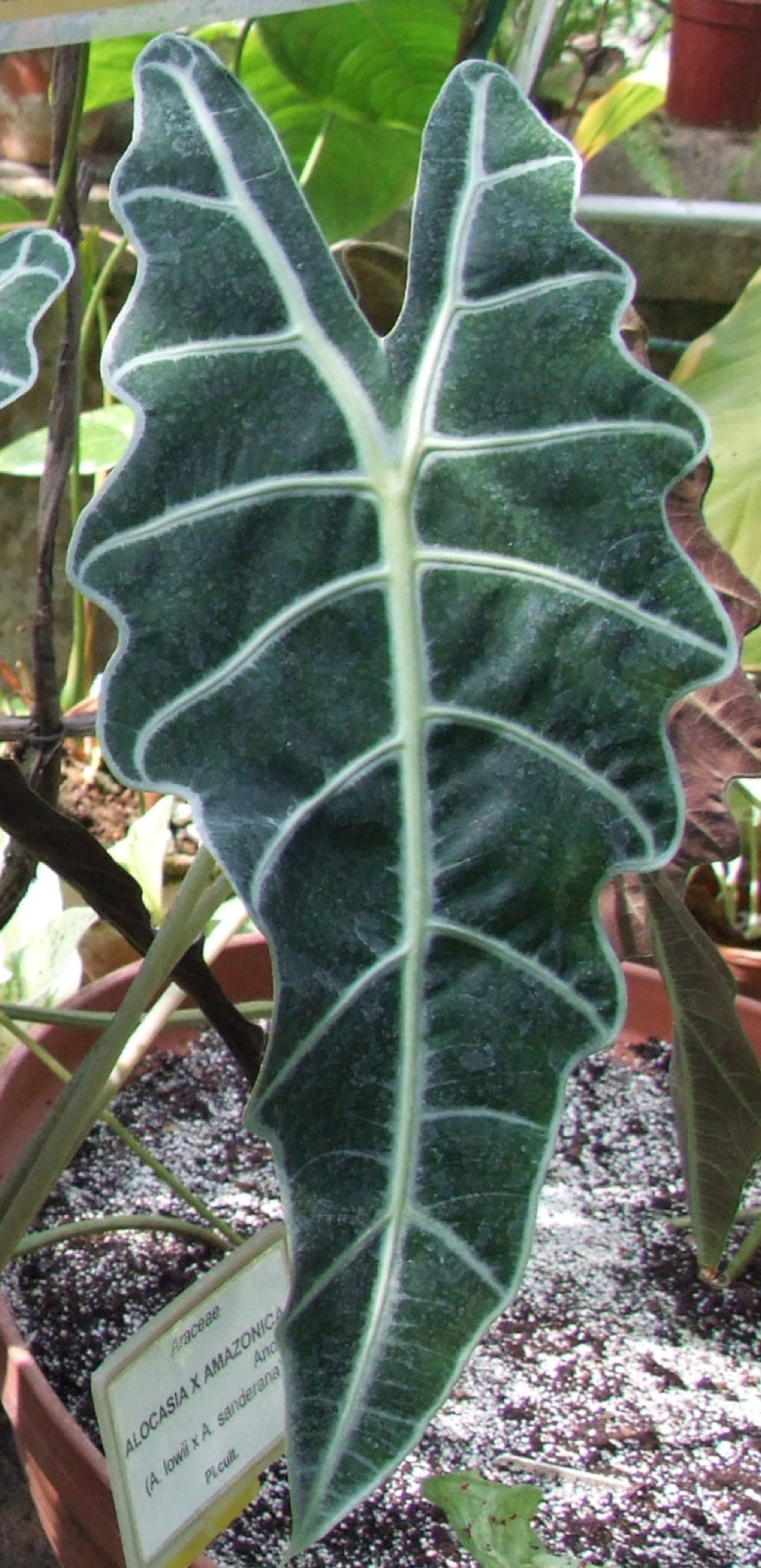 Alocasia Polly — photo 12