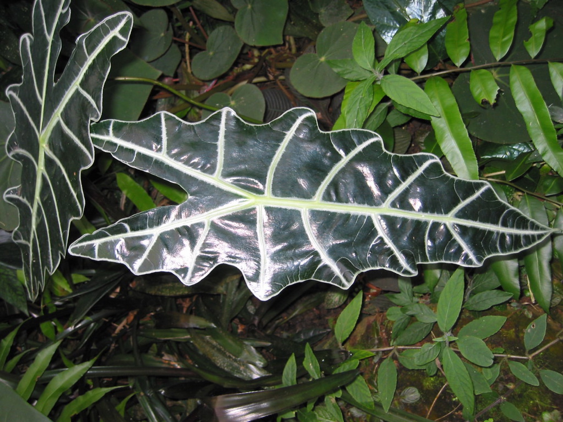 Alocasia Polly — photo 13