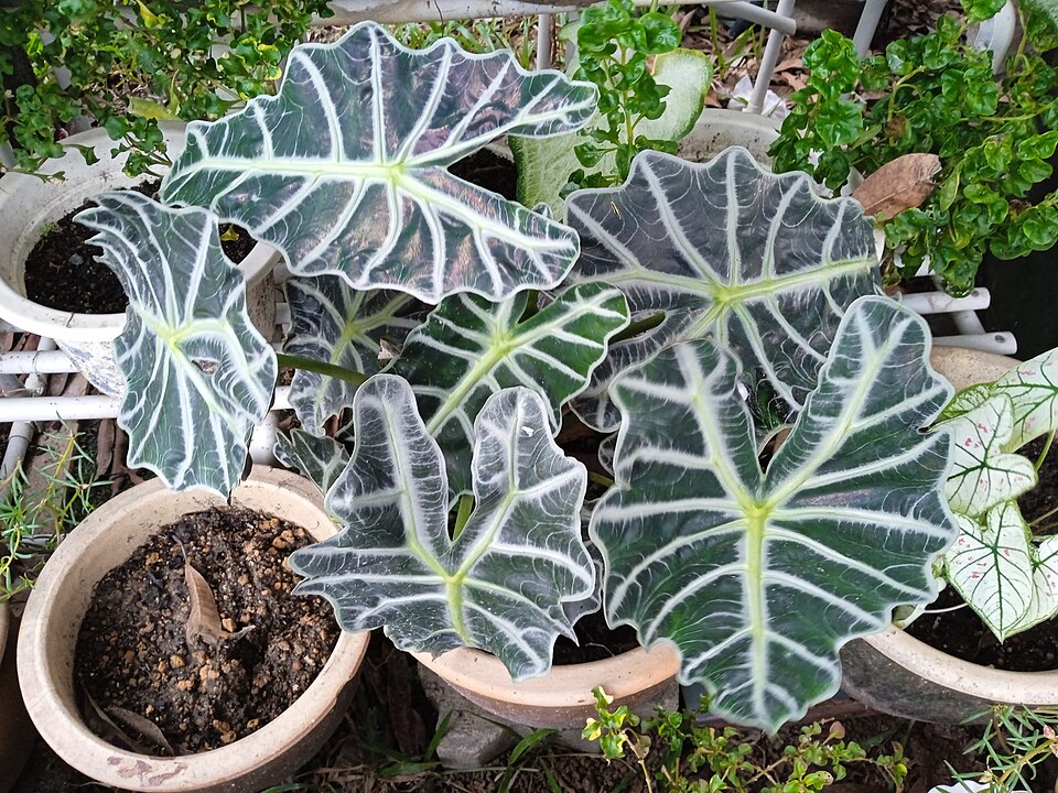 Alocasia Polly — photo 15