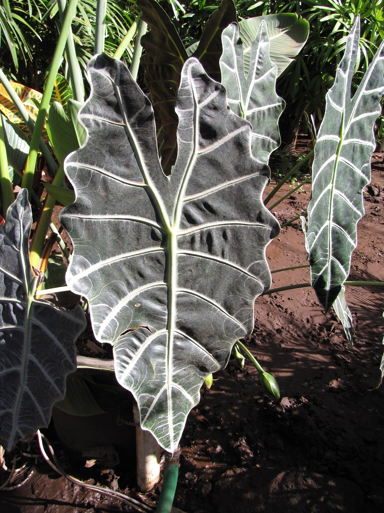 Alocasia Polly — photo 1