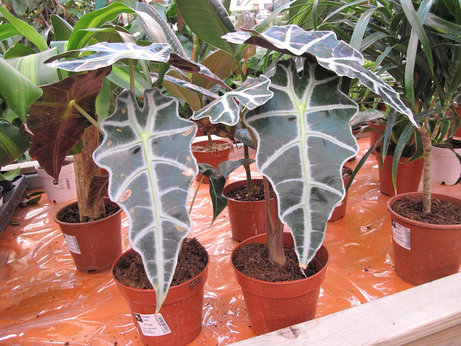 Alocasia Polly — photo 3