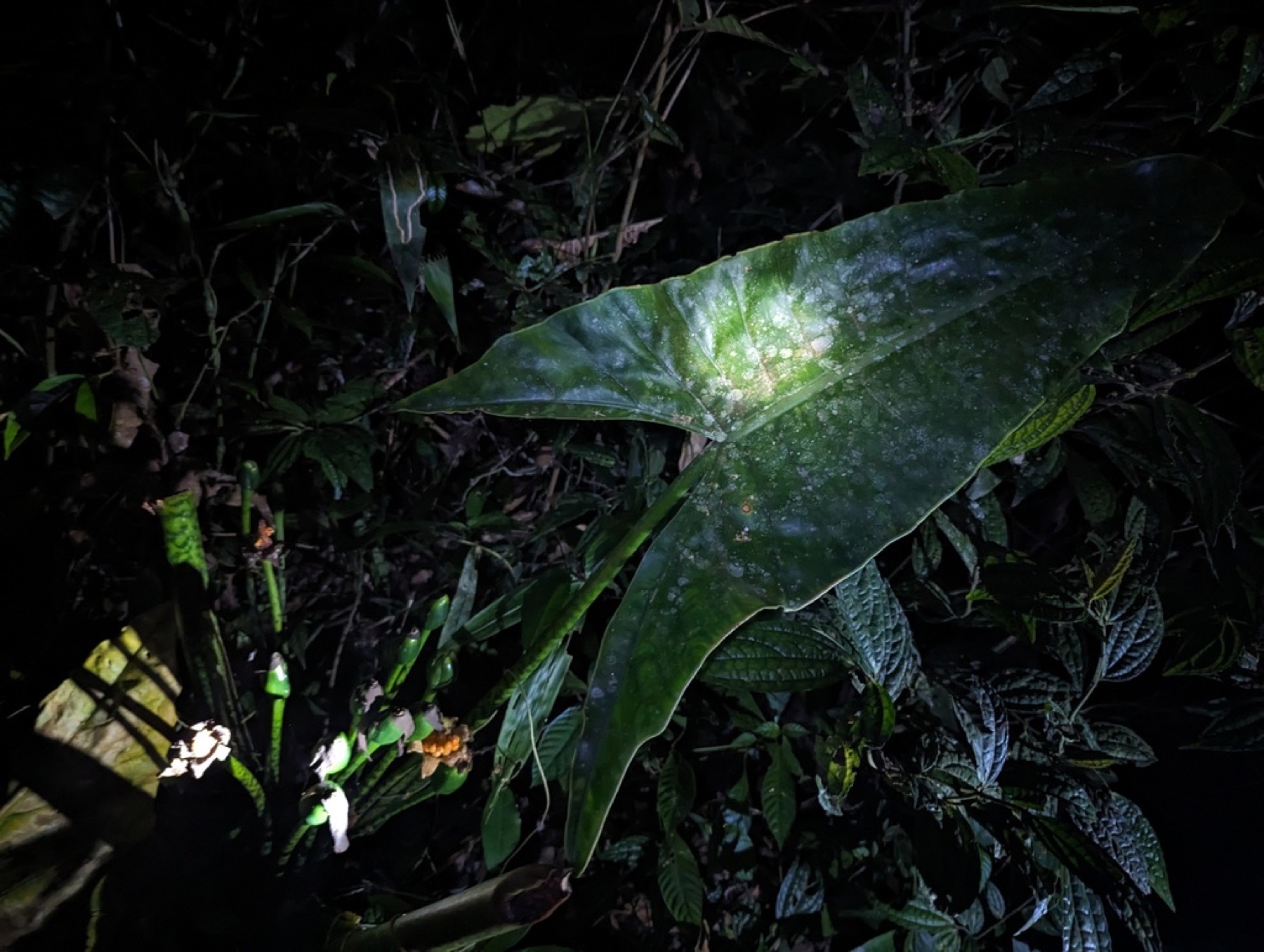 Alocasia Polly — photo 4
