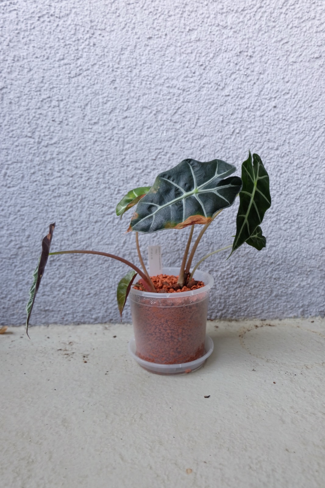 Alocasia Polly — photo 14
