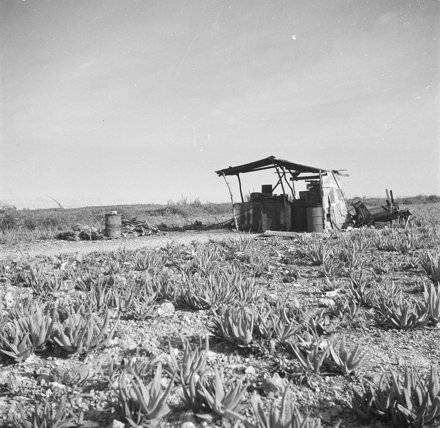 Aloe Vera — photo 6