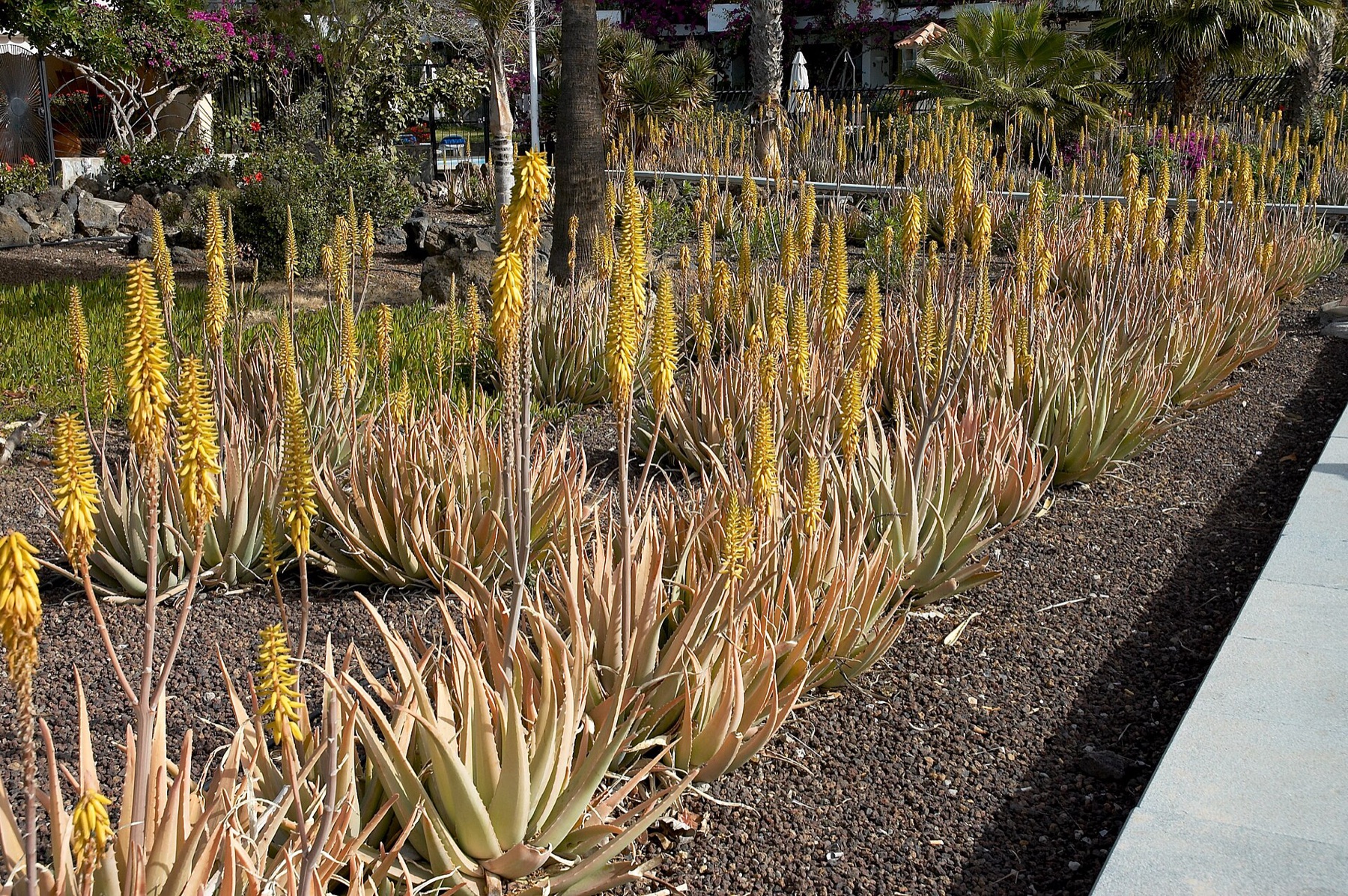 Aloe Vera — photo 7