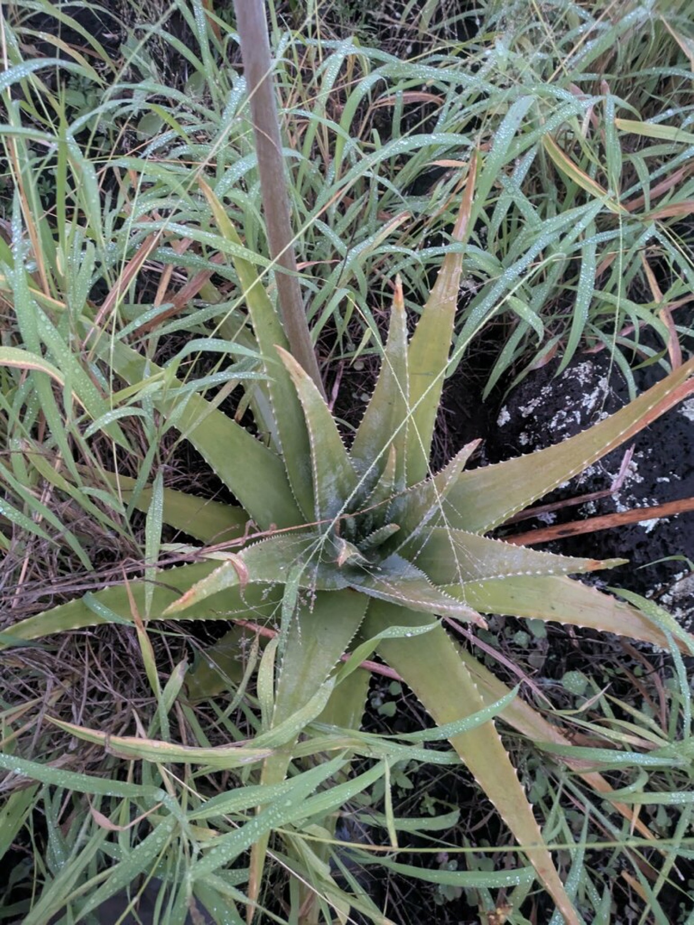 Aloe Vera — photo 8