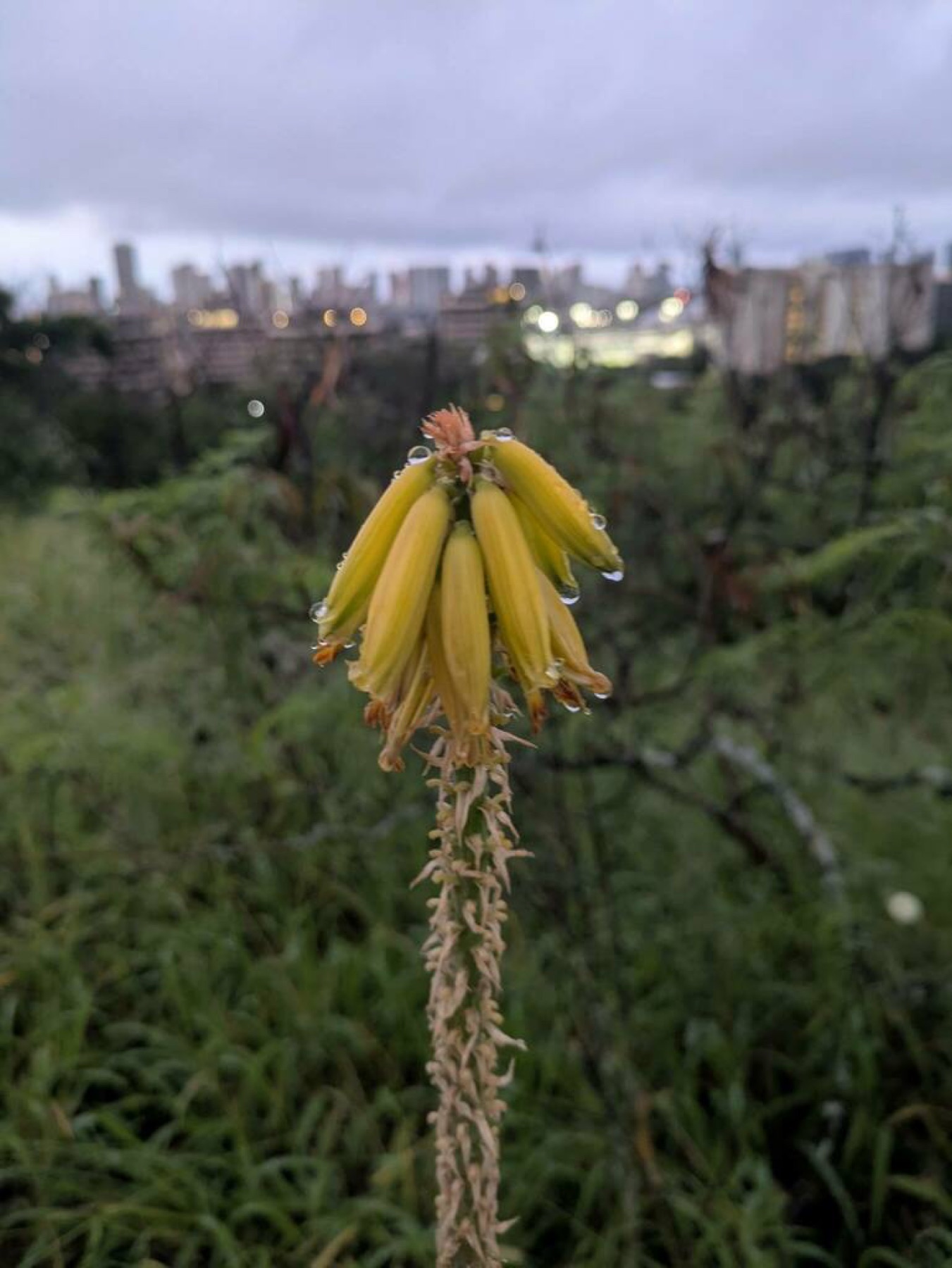 Aloe Vera — photo 9