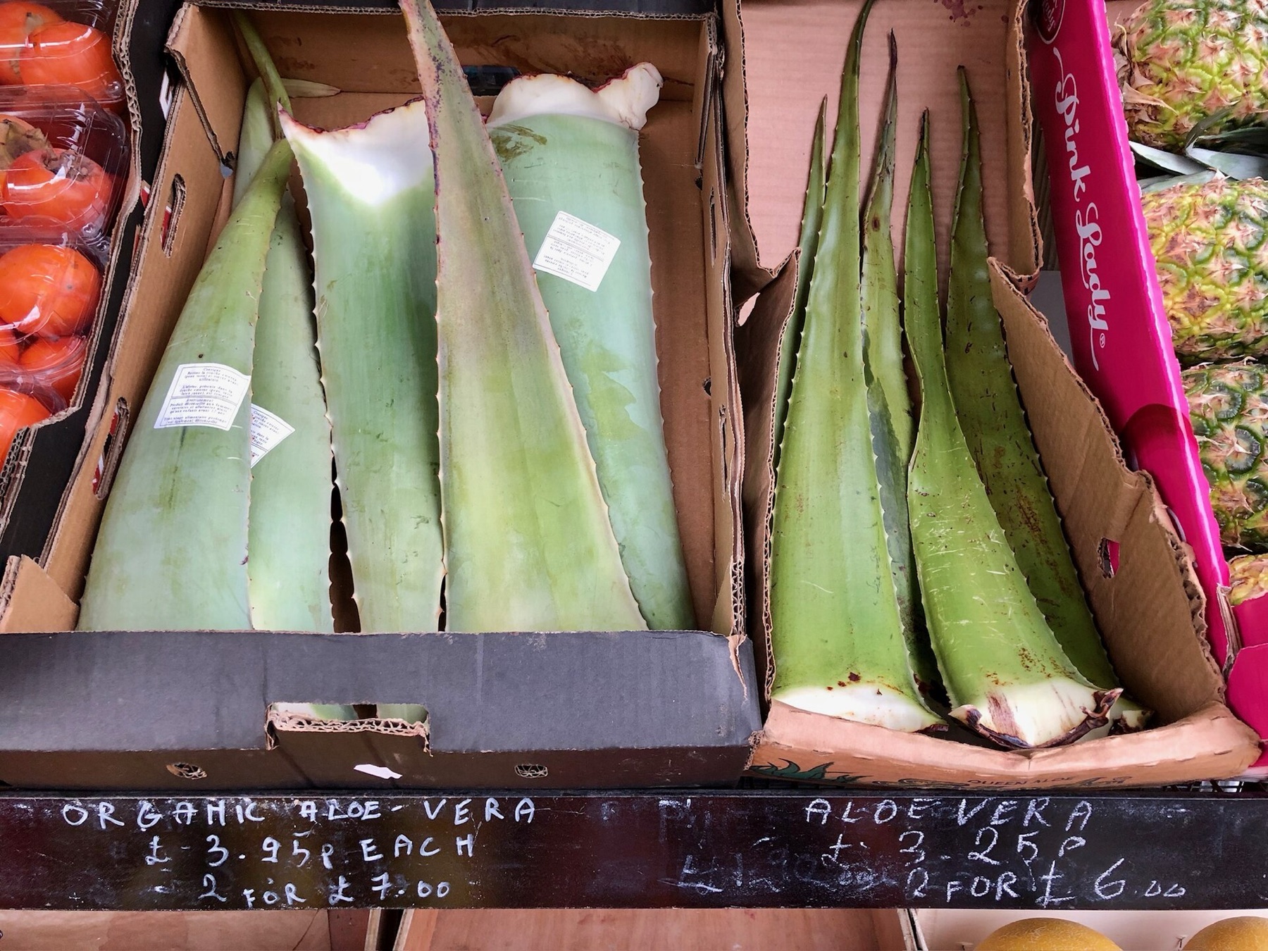 Aloe Vera — photo 10