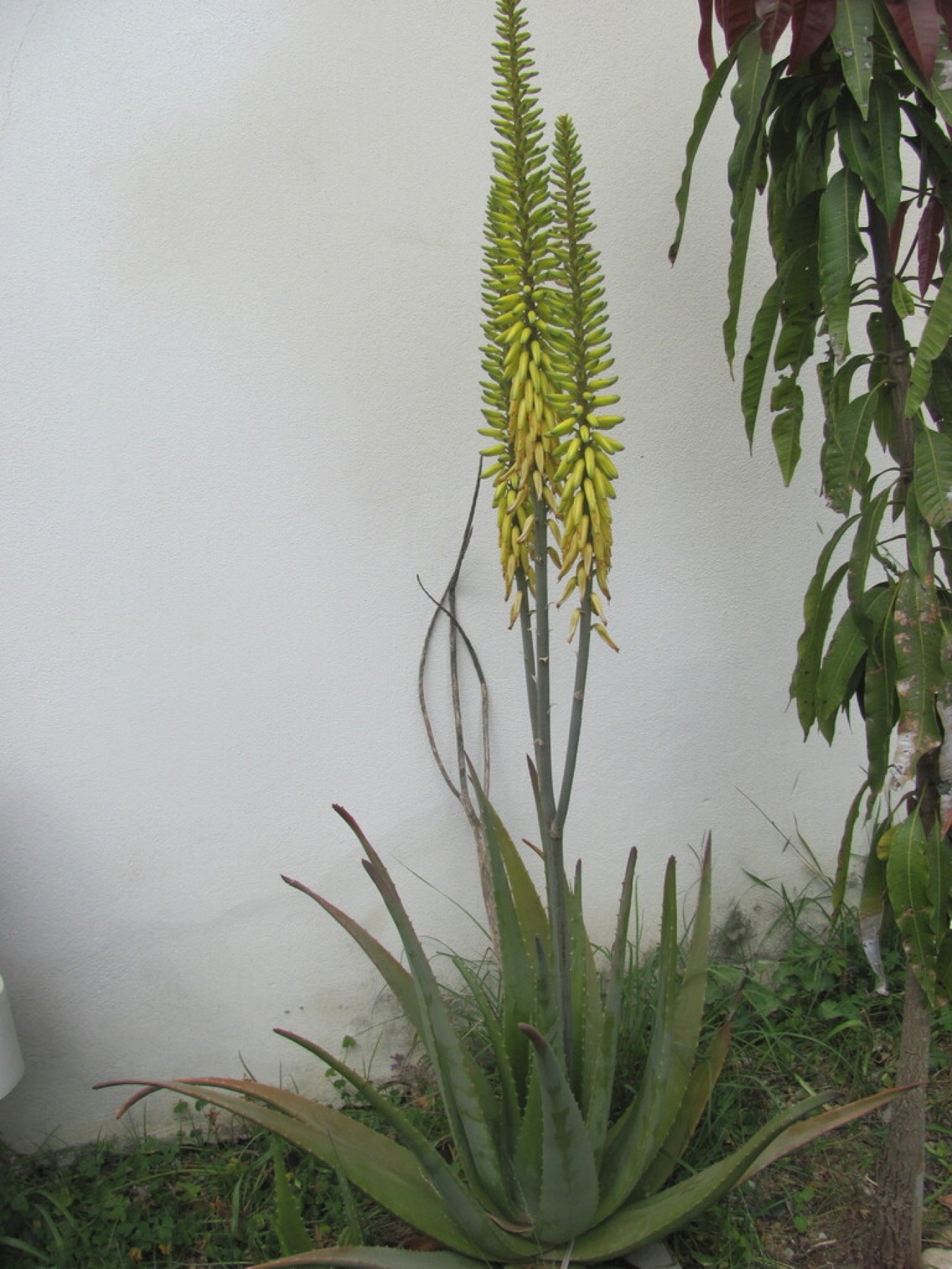 Aloe Vera — photo 11