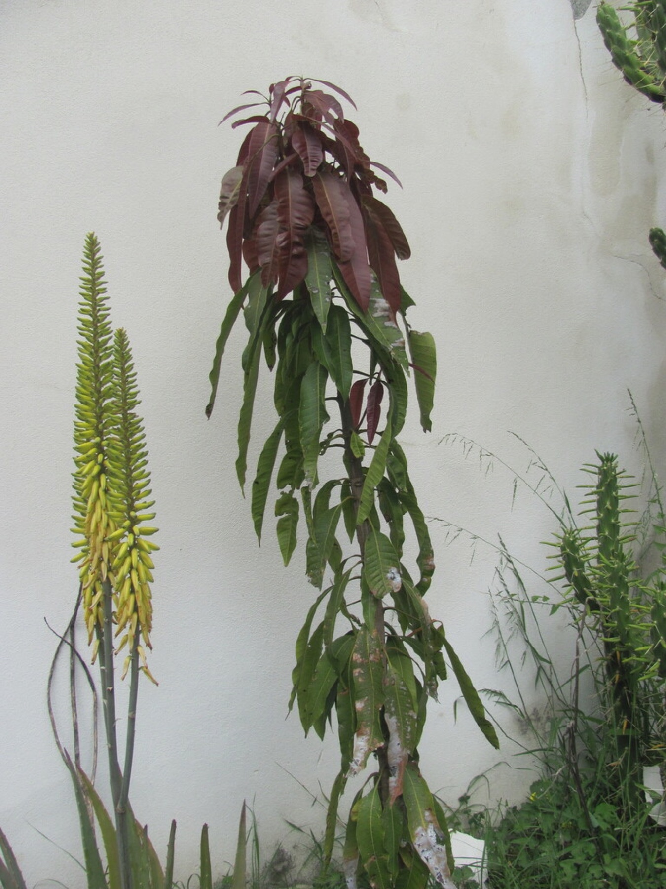 Aloe Vera — photo 12