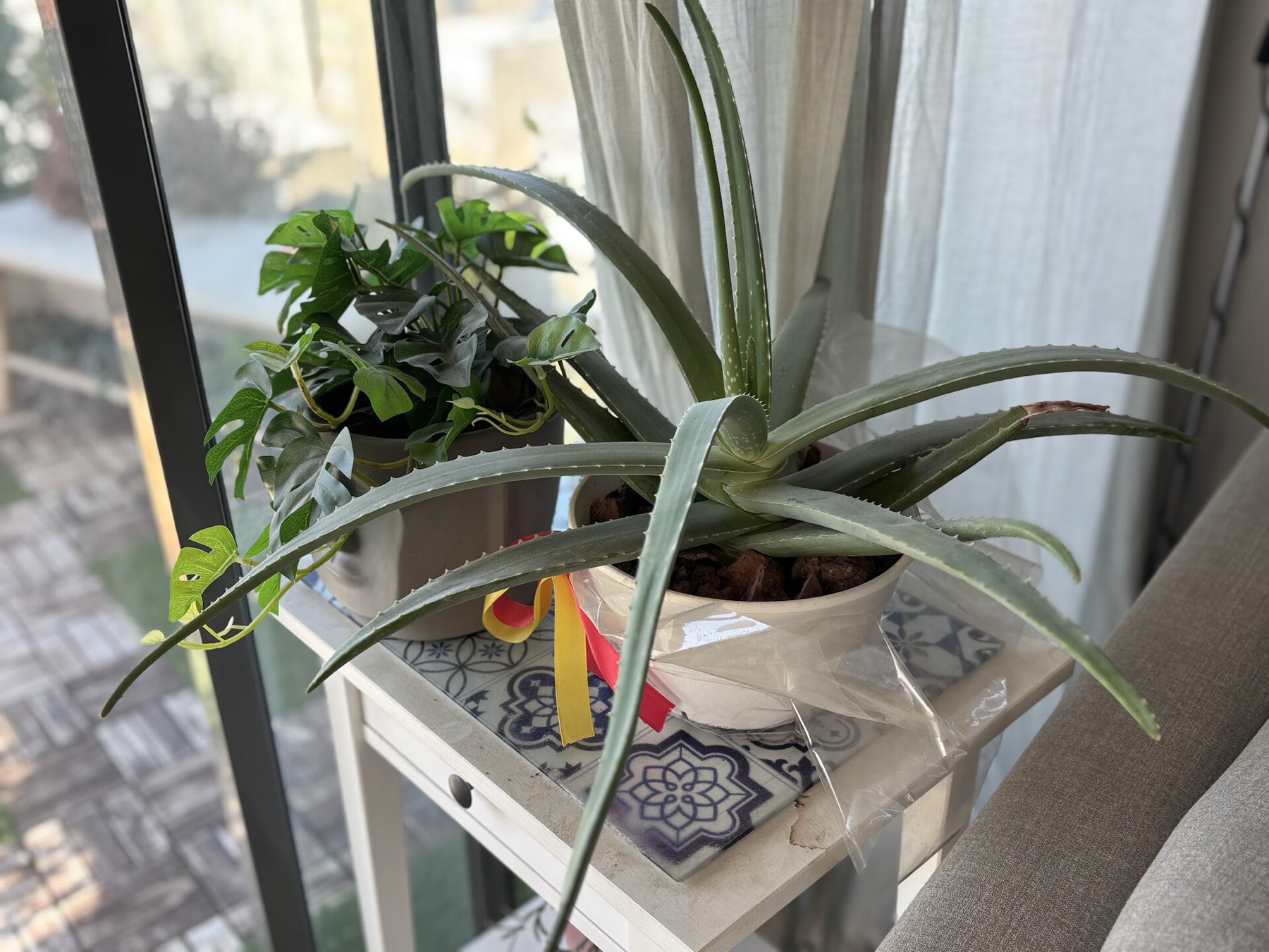 Aloe Vera — photo 13