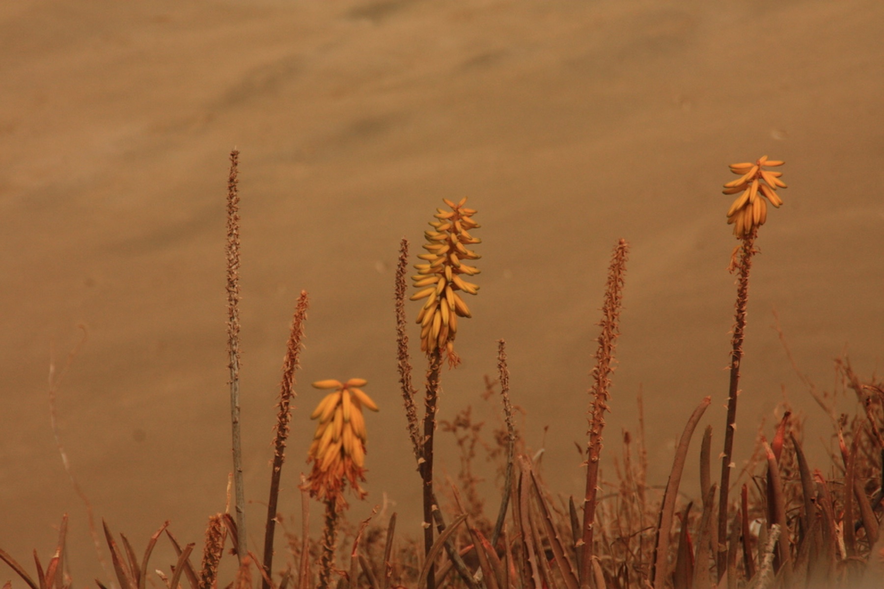 Aloe Vera — photo 14